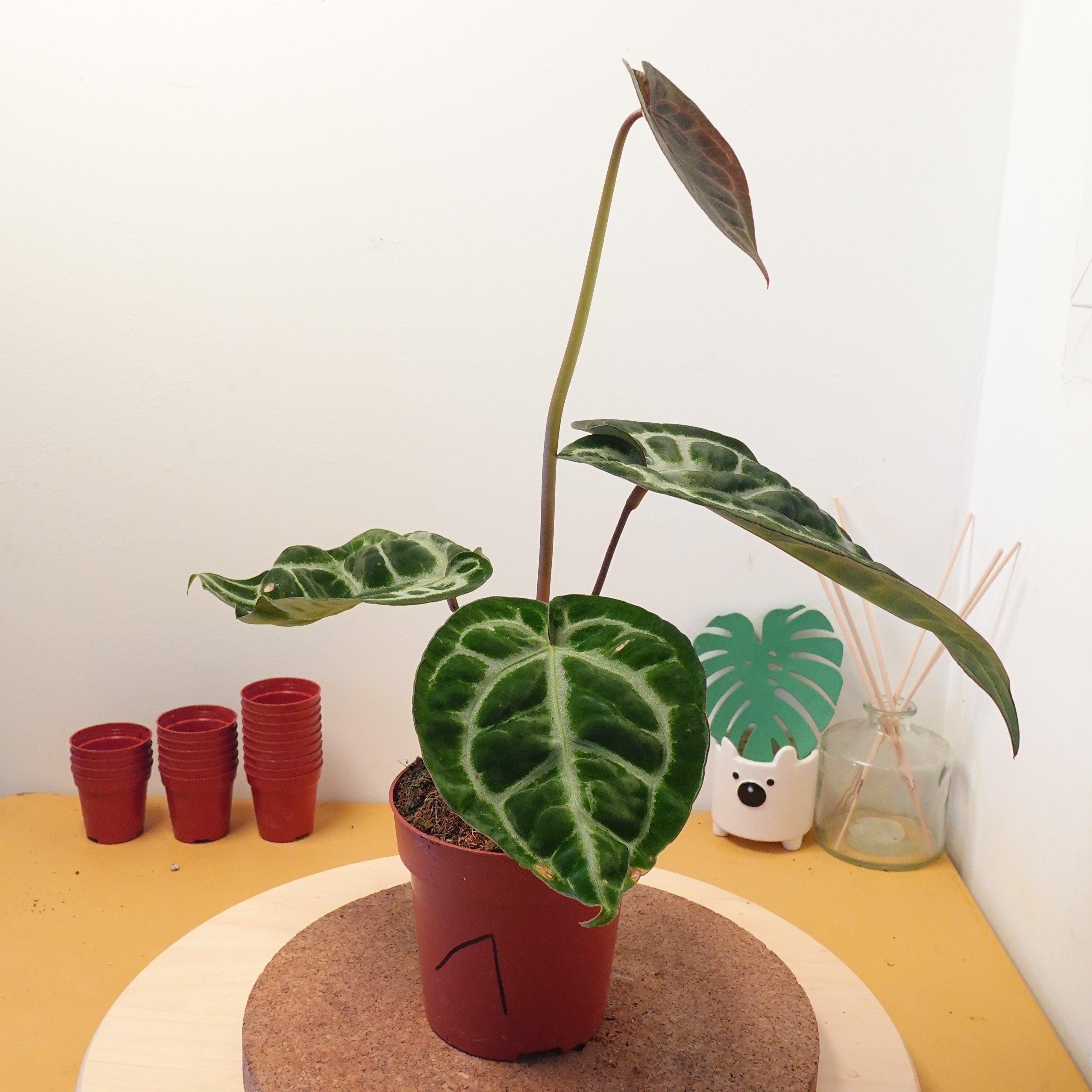 Anthurium PINK BLUSH