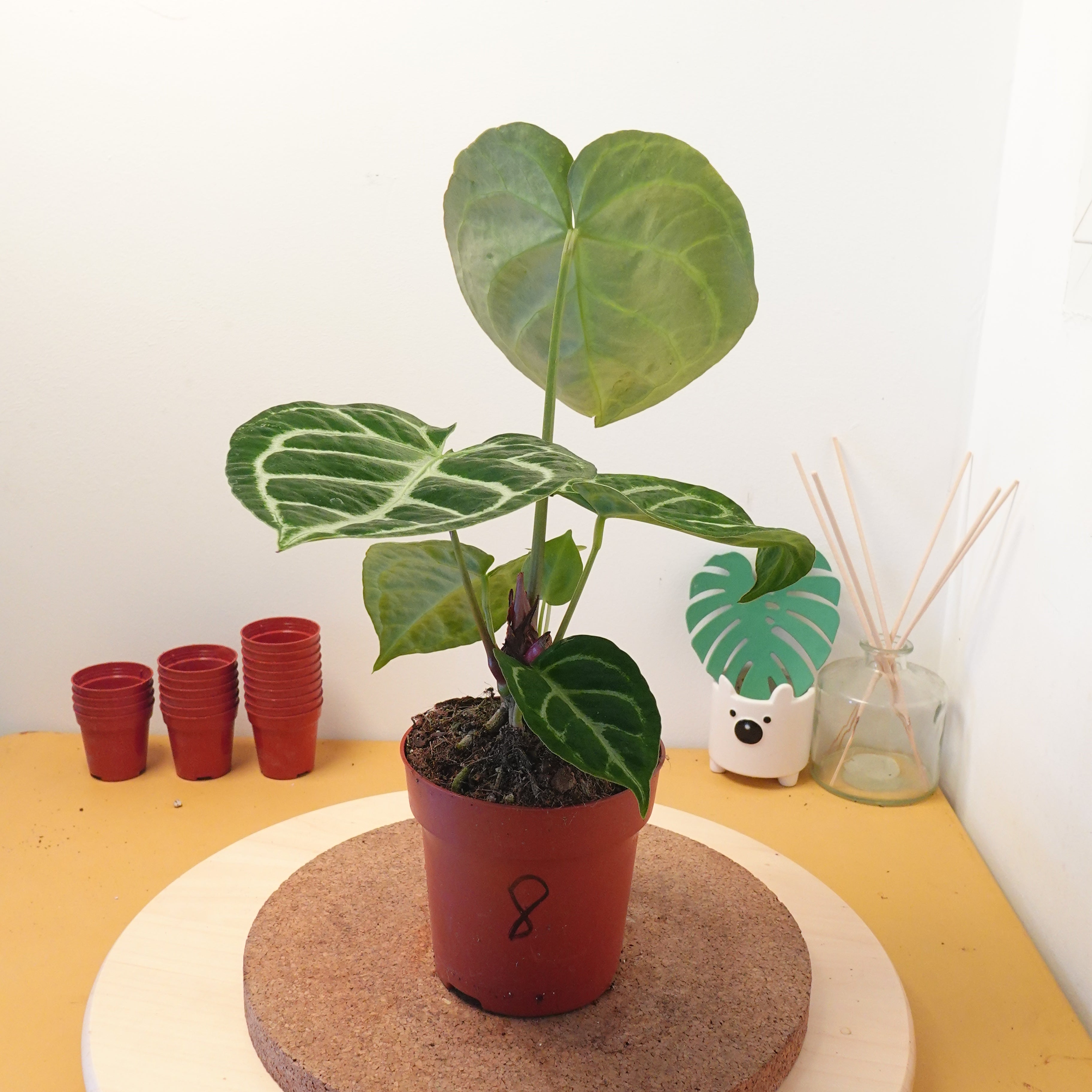 Anthurium magnificum