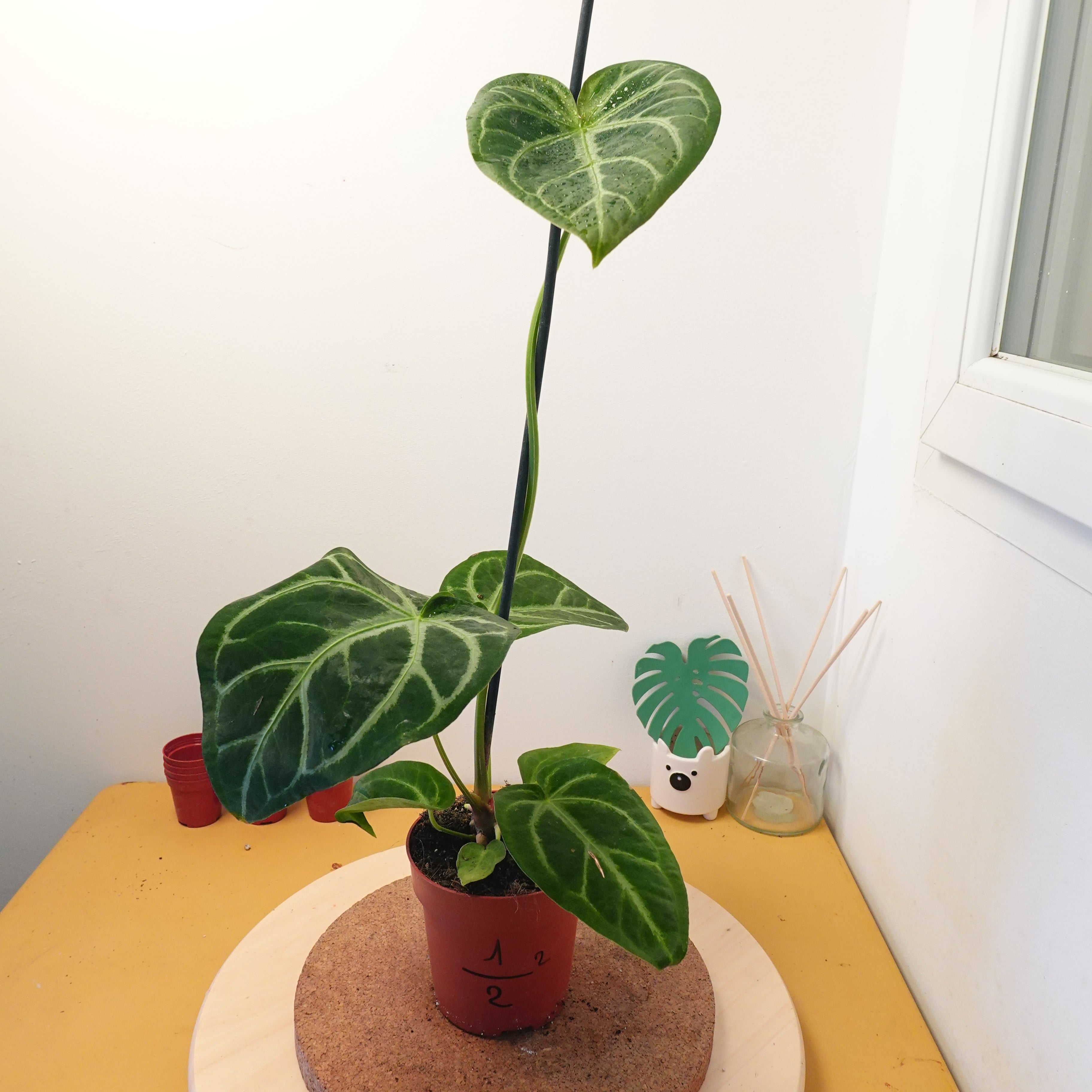 Anthurium magnificum