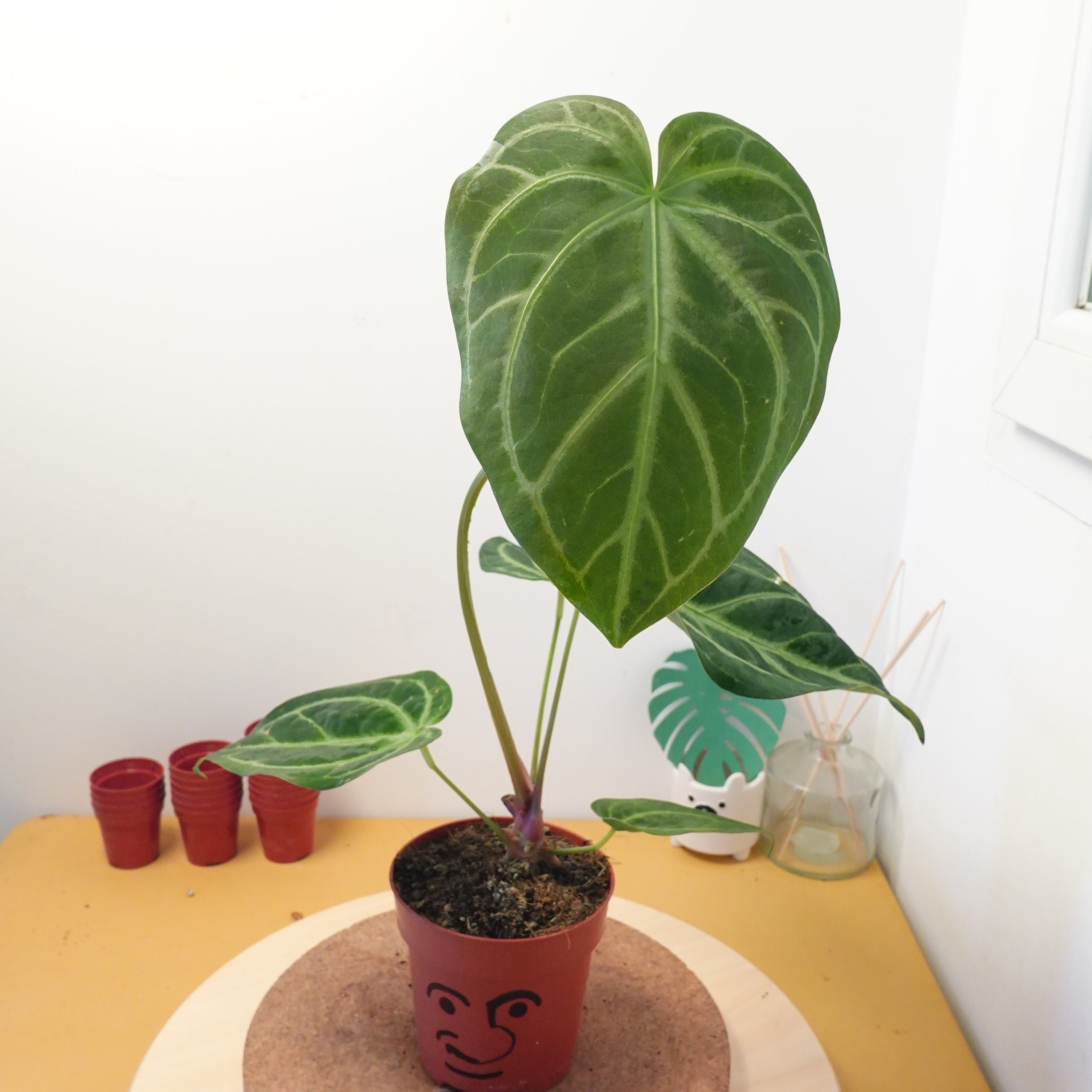 Anthurium magnificum