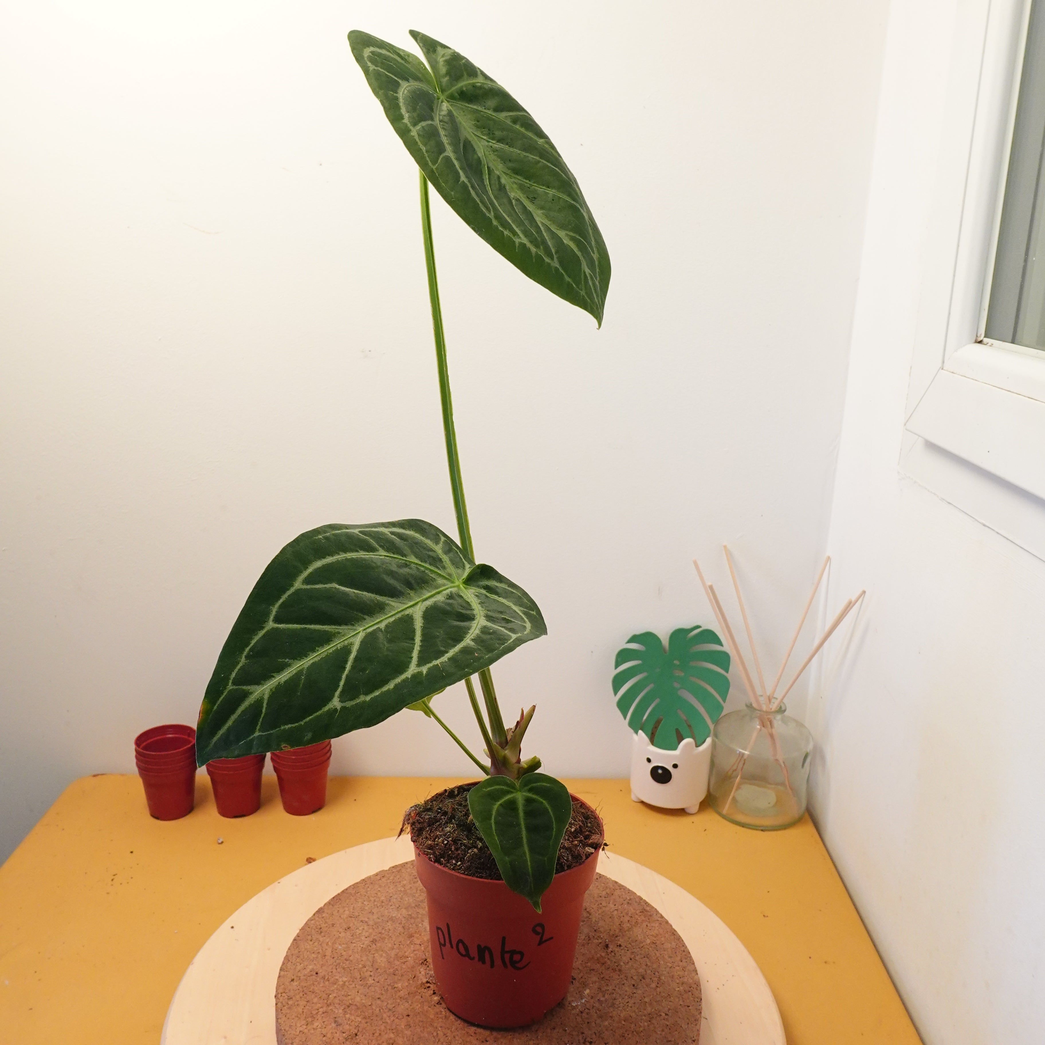 Anthurium magnificum