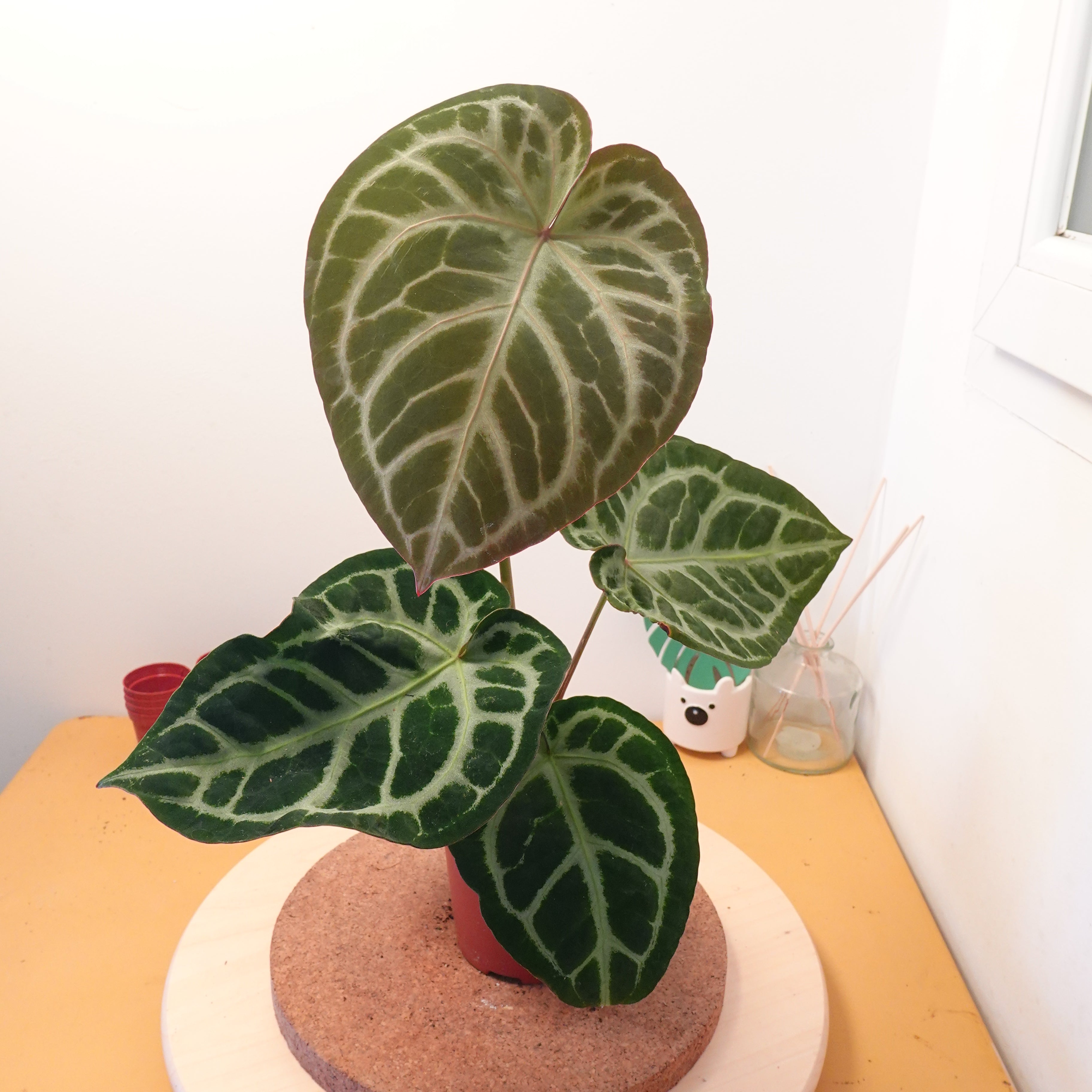 Anthurium PINK BLUSH