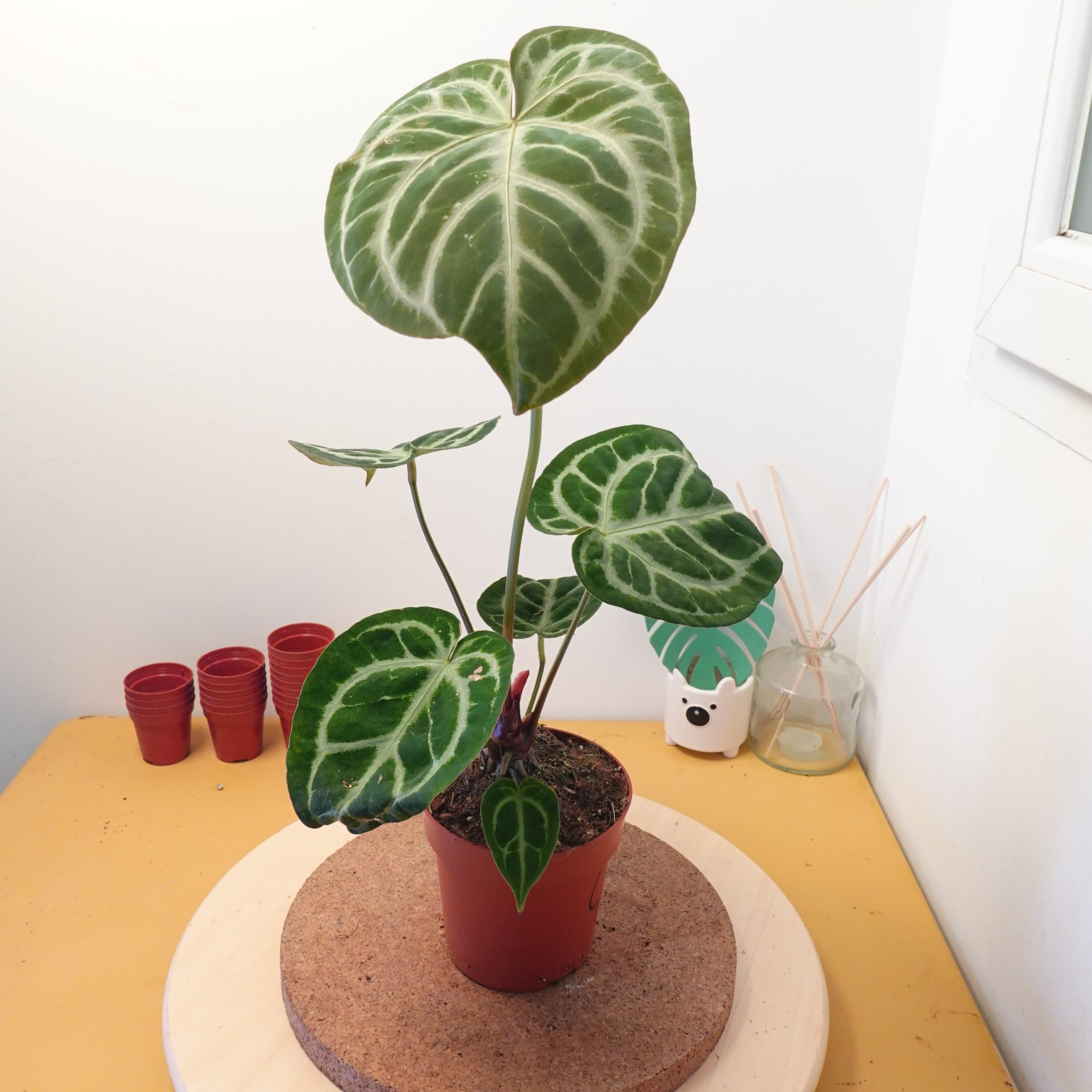 Anthurium PINK BLUSH