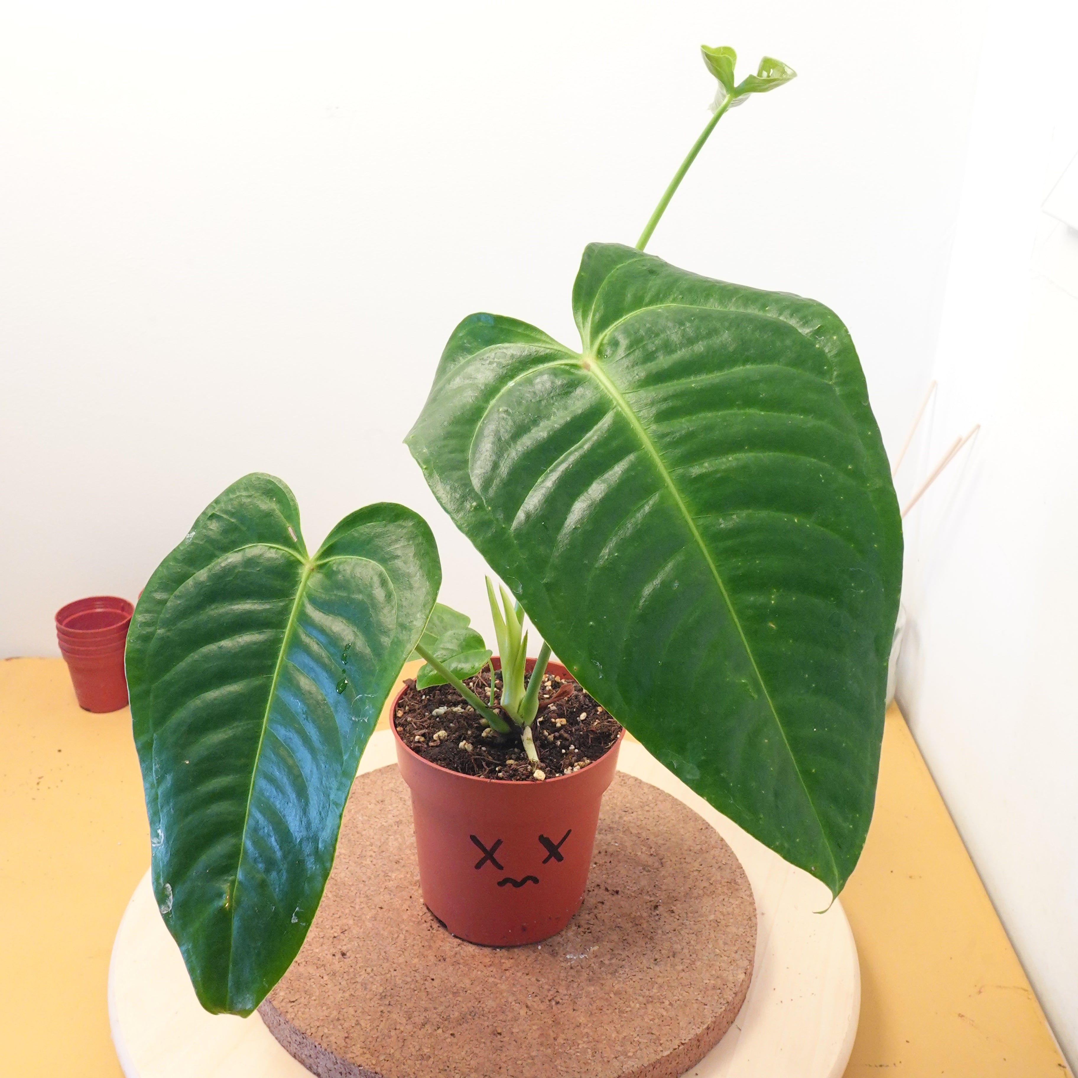 Anthurium vitchii