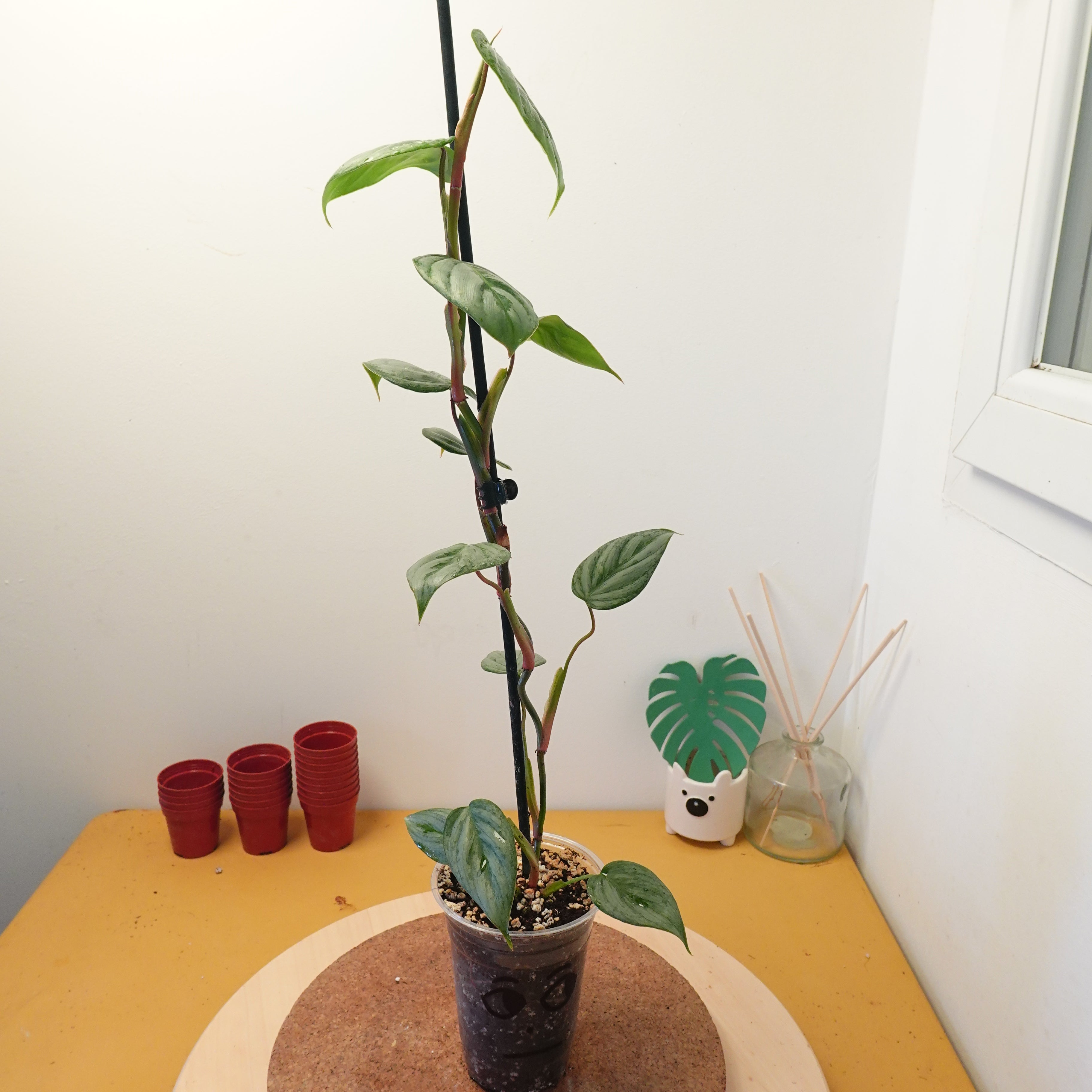 Philodendron sodiroi