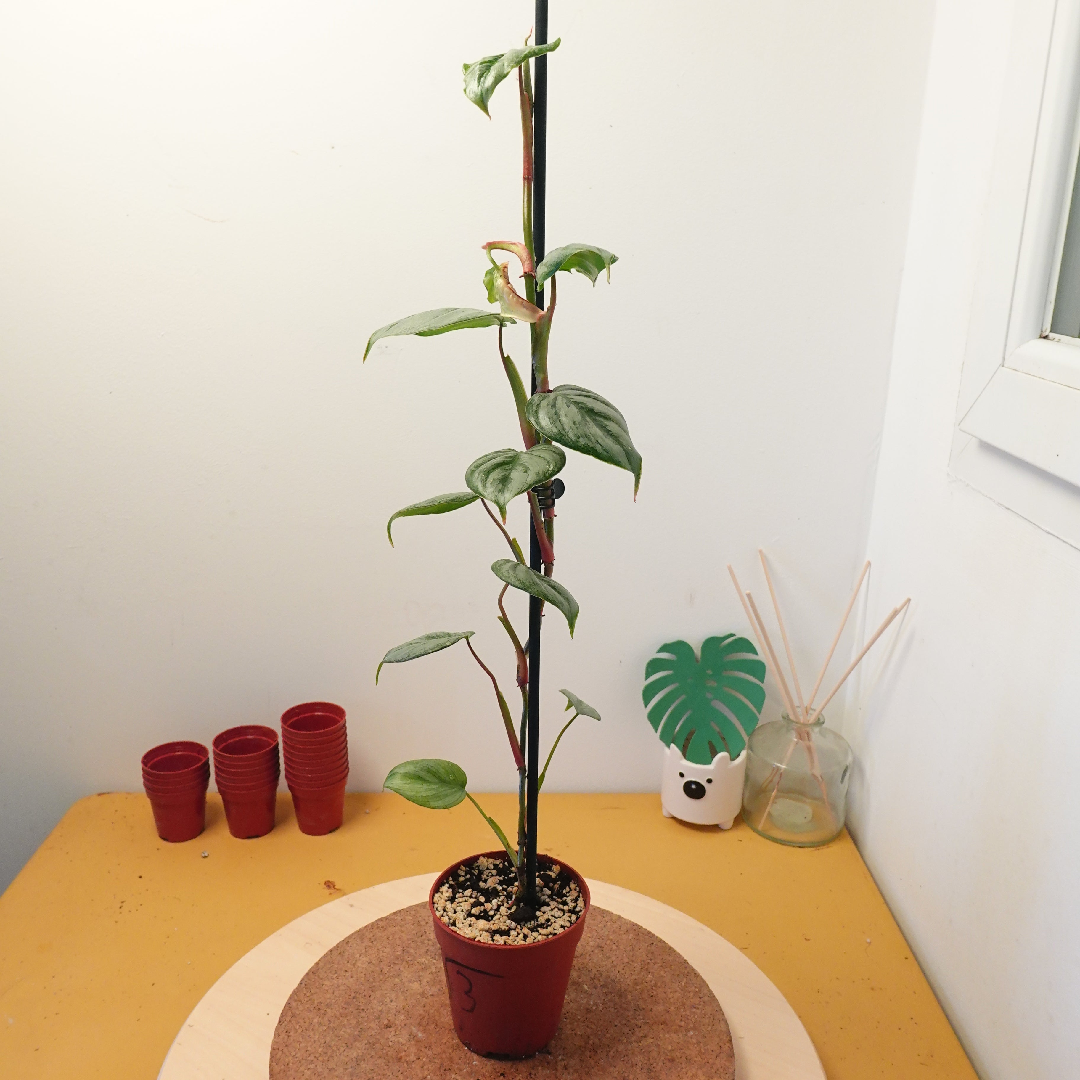 Philodendron sodiroi