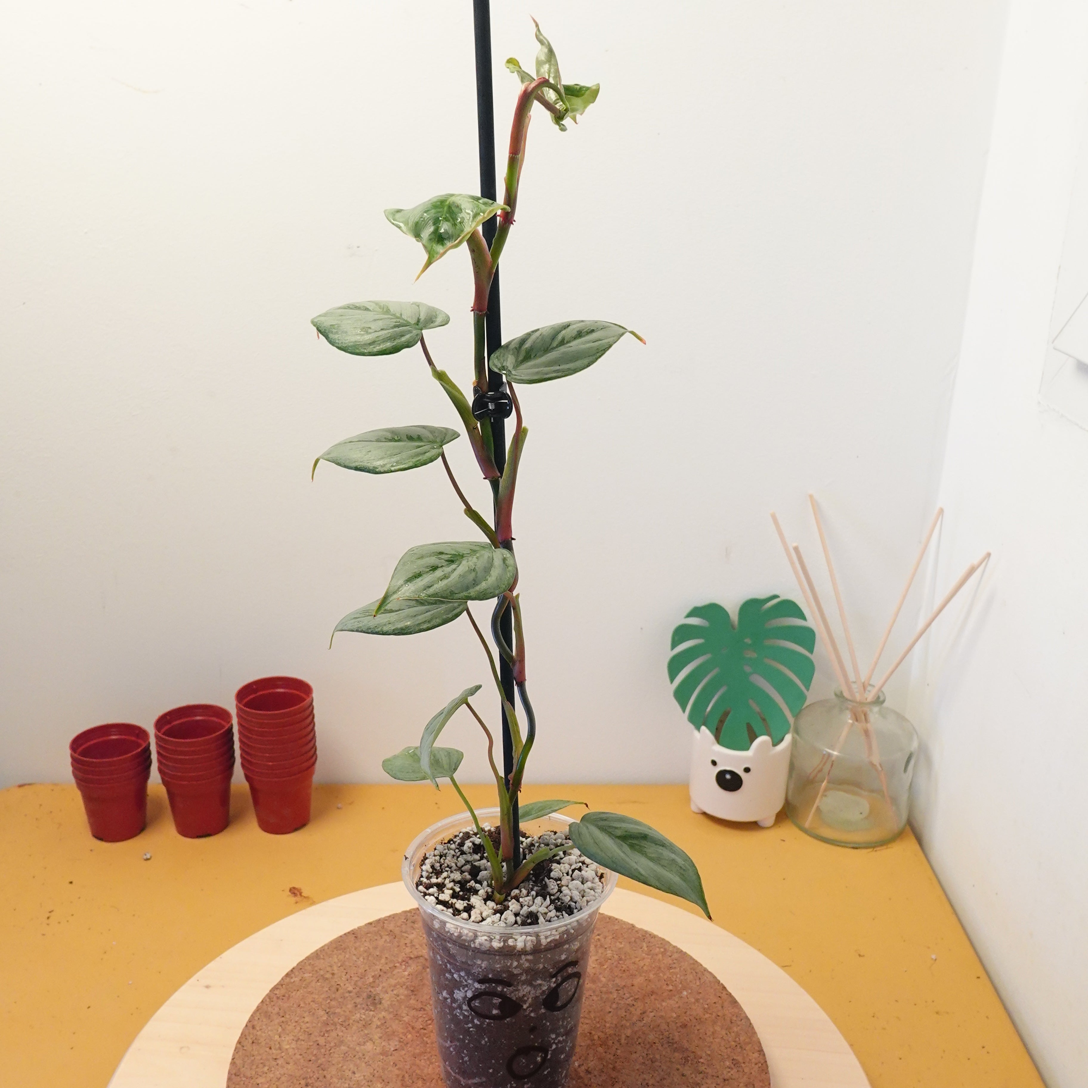 Philodendron sodiroi