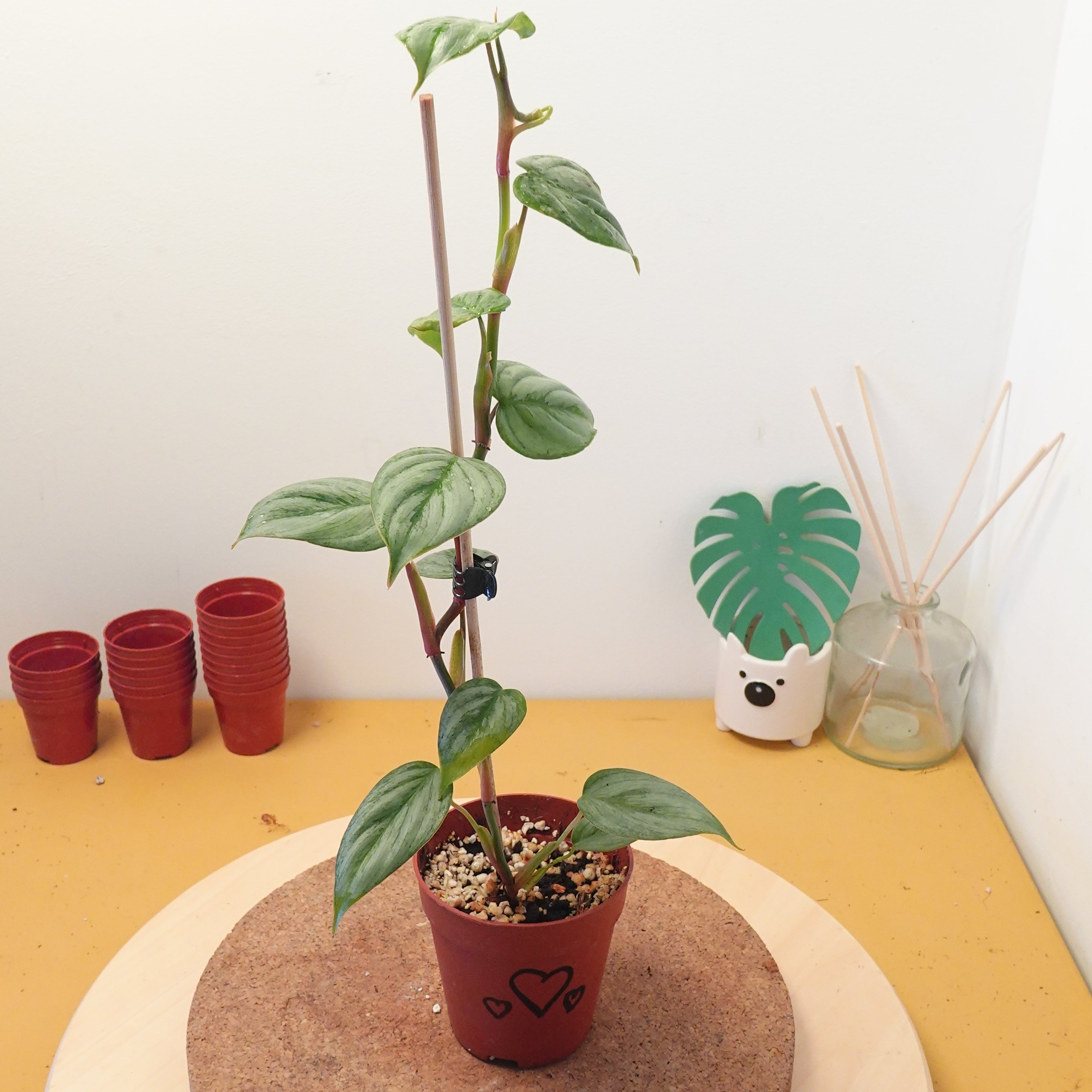 Philodendron sodiroi