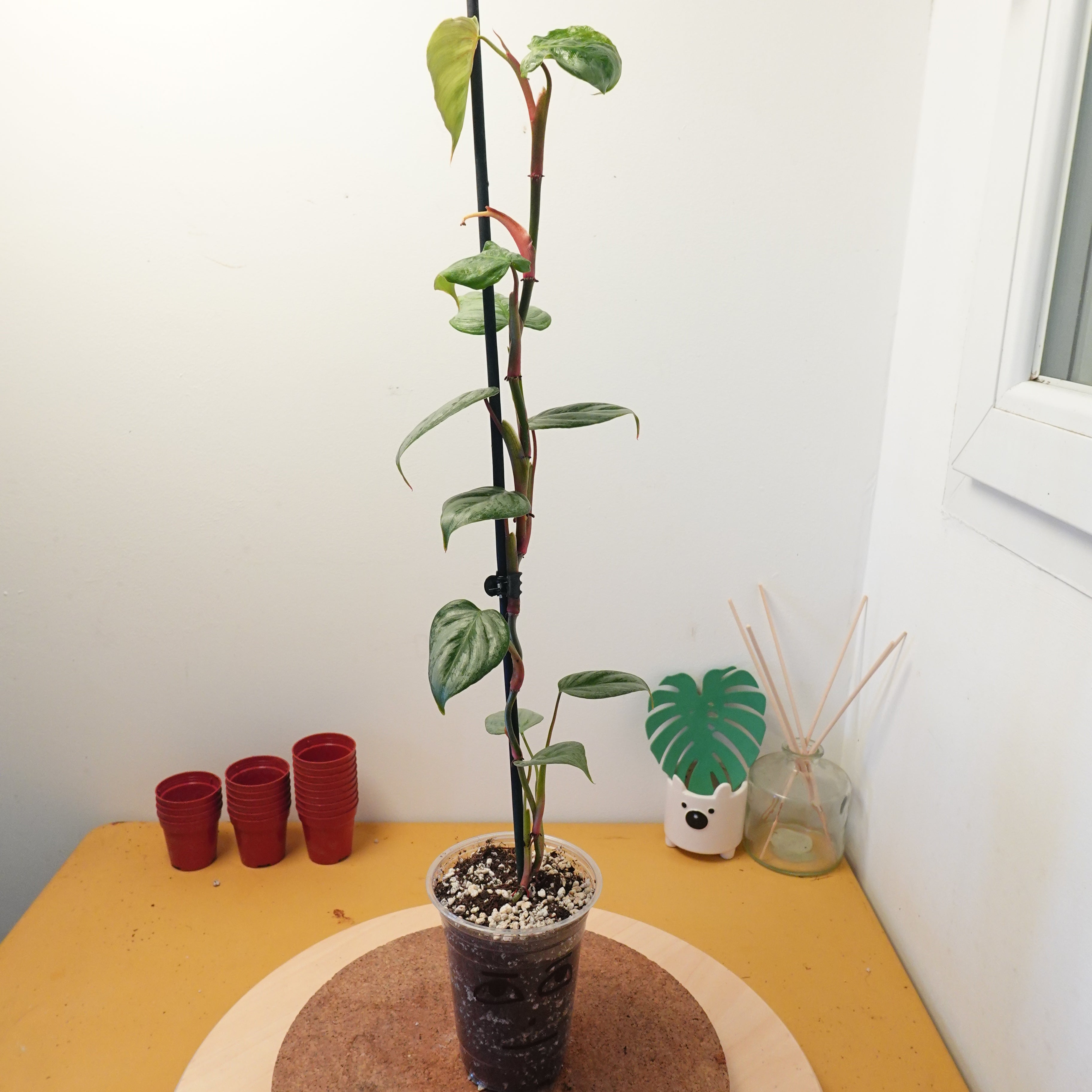 Philodendron sodiroi