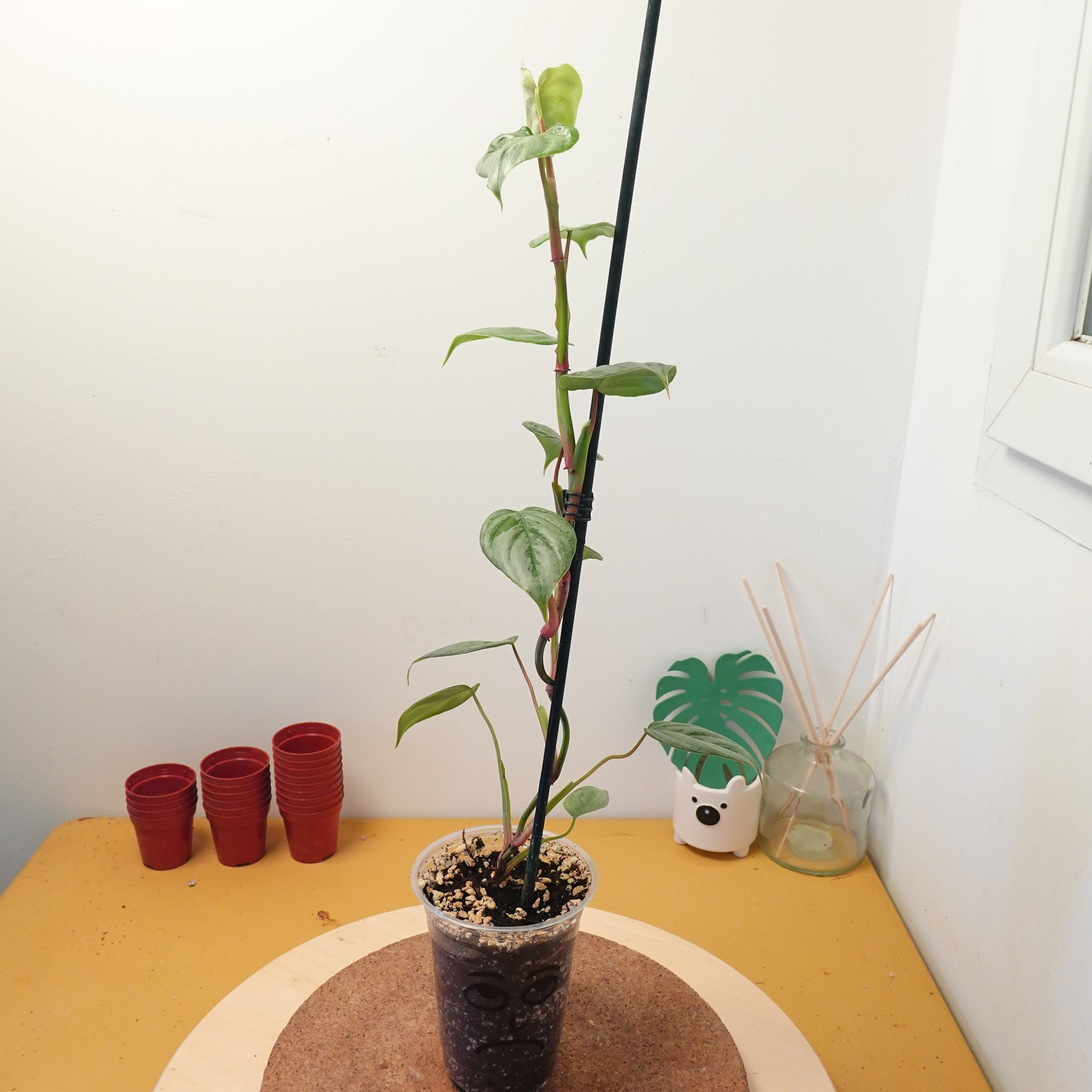 Philodendron sodiroi