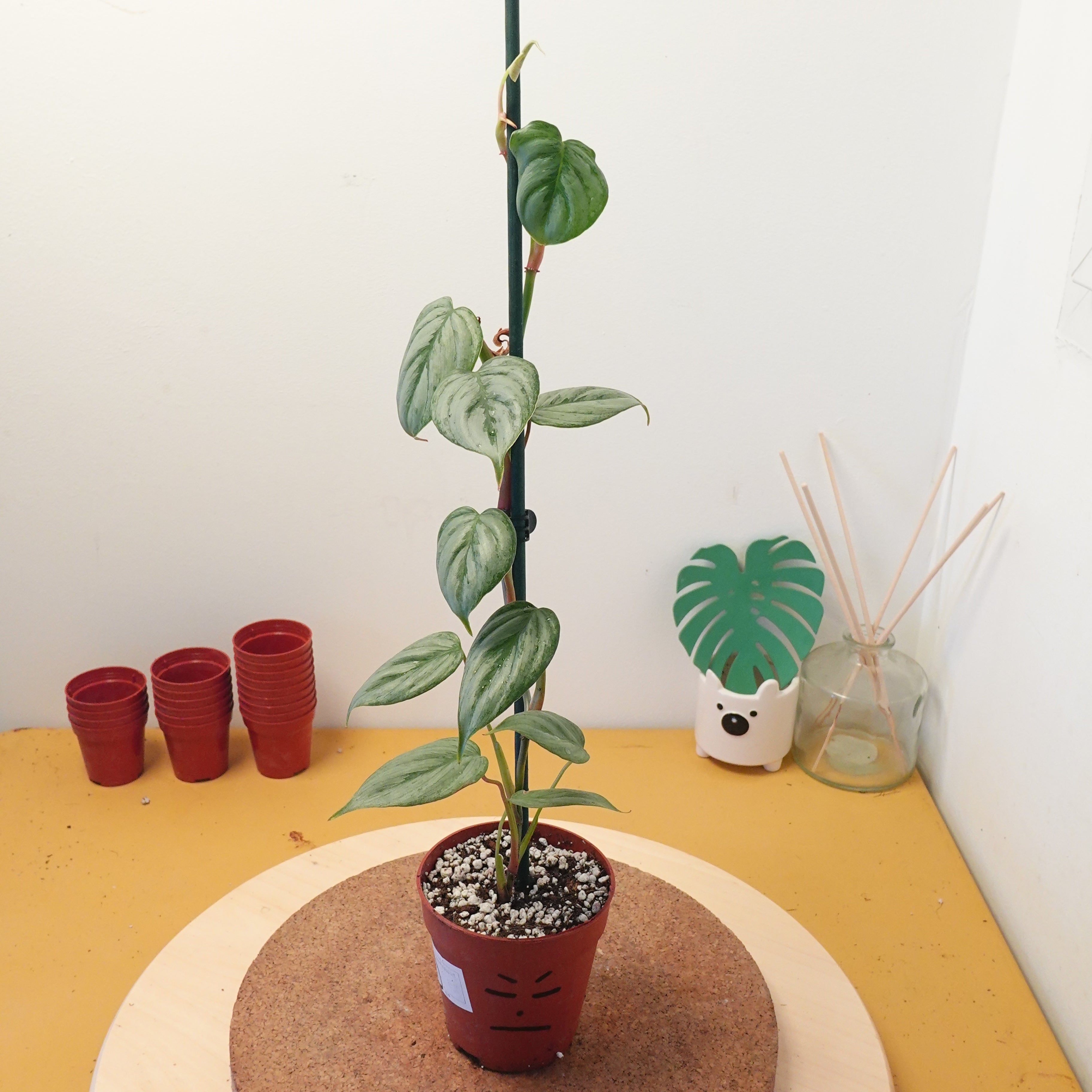 Philodendron sodiroi