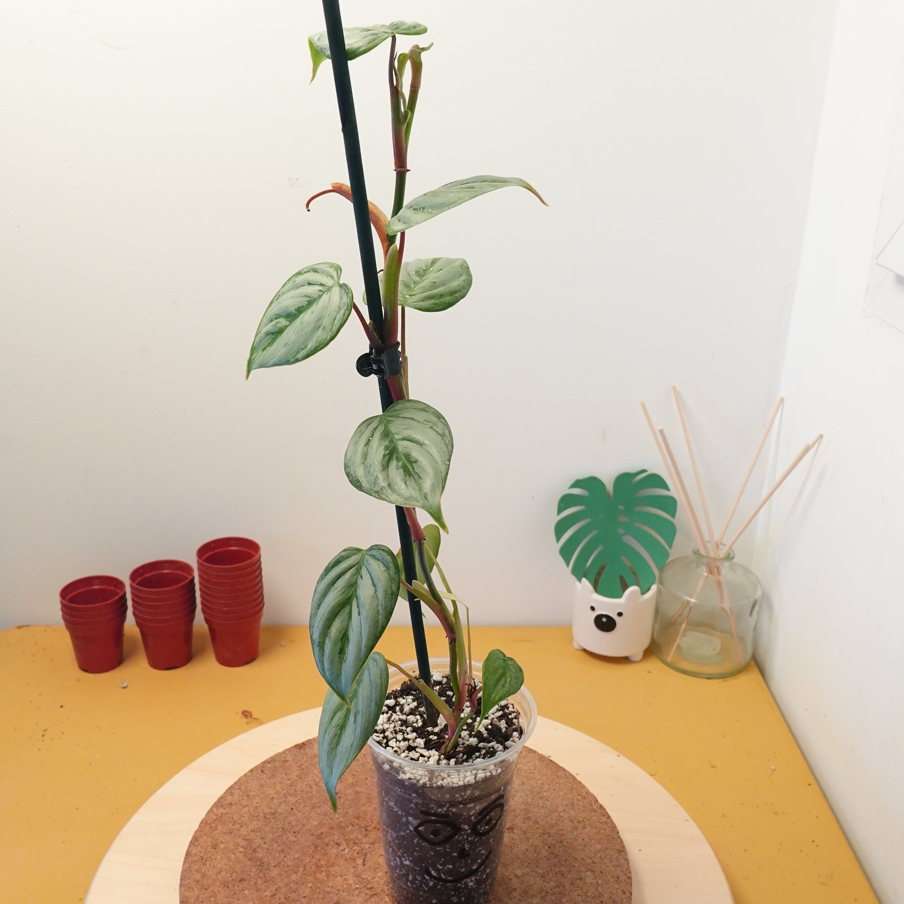 Philodendron sodiroi