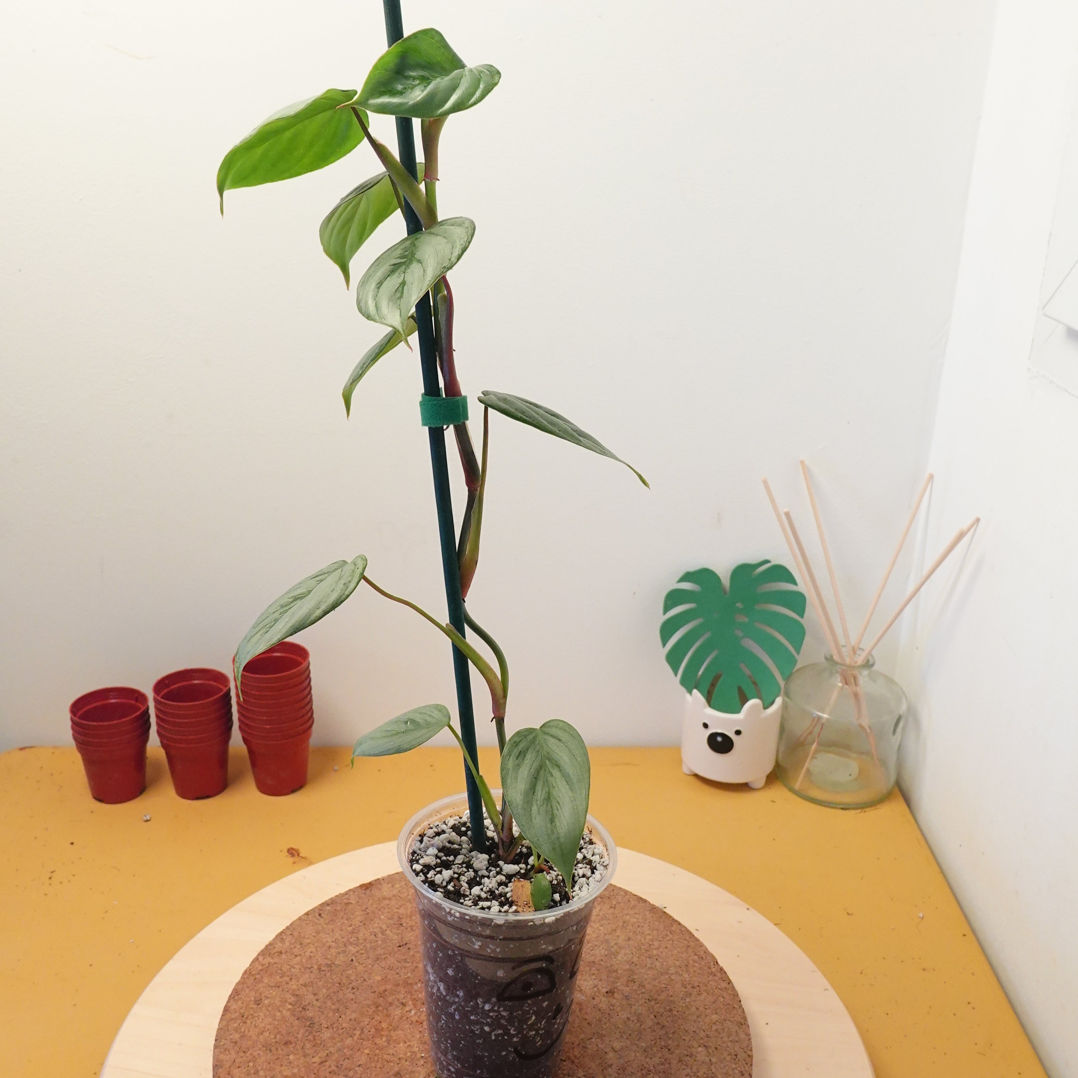 Philodendron sodiroi