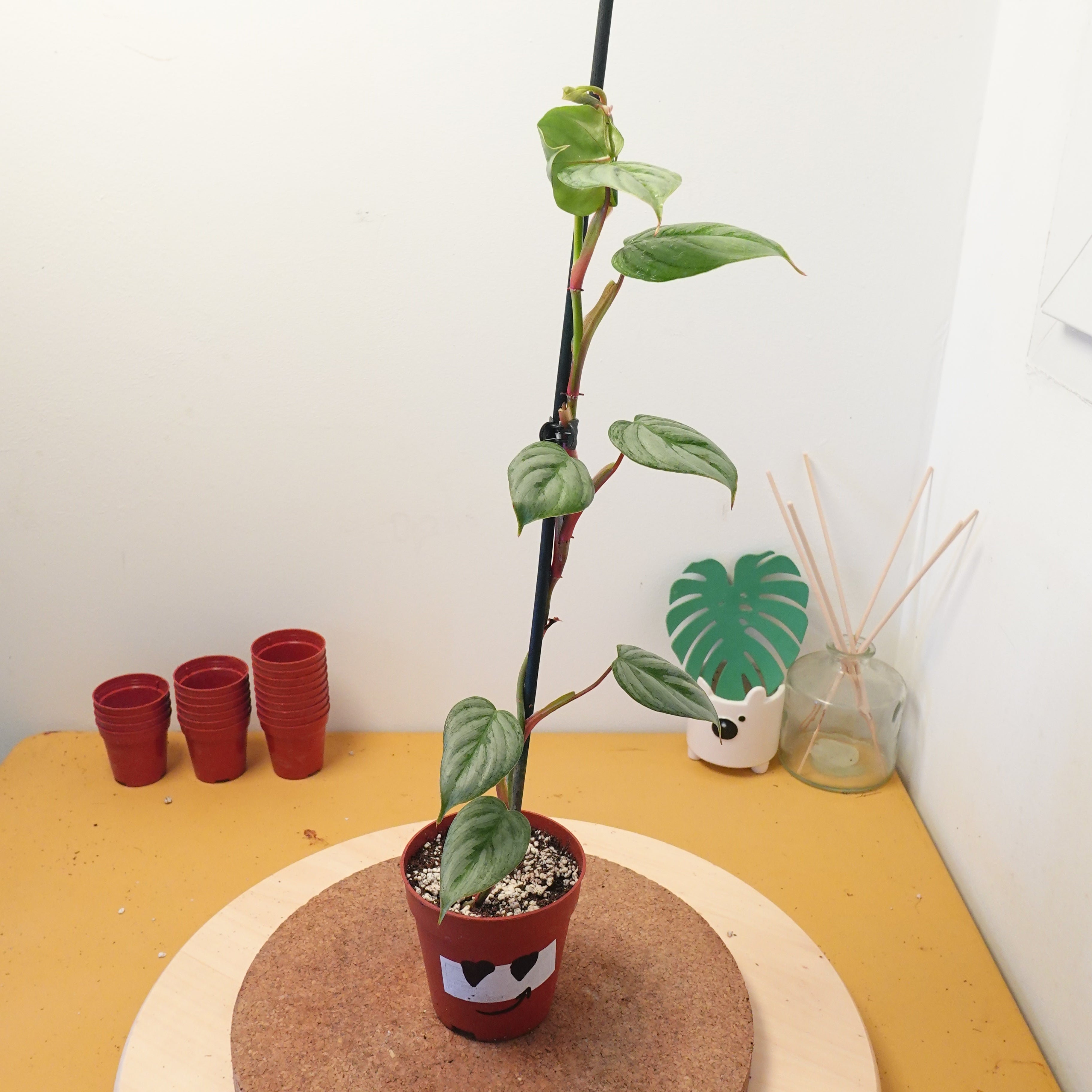 Philodendron sodiroi