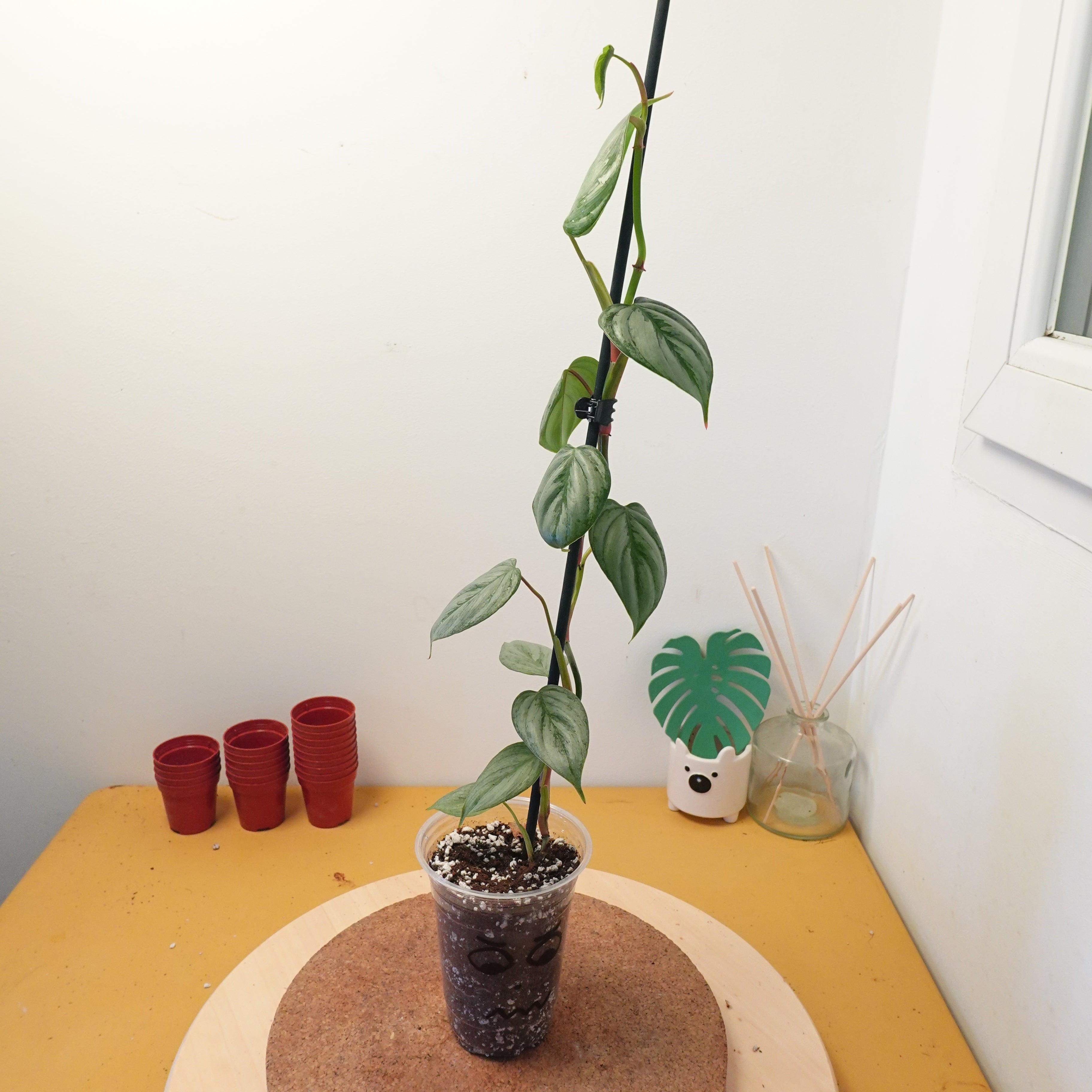 Philodendron sodiroi