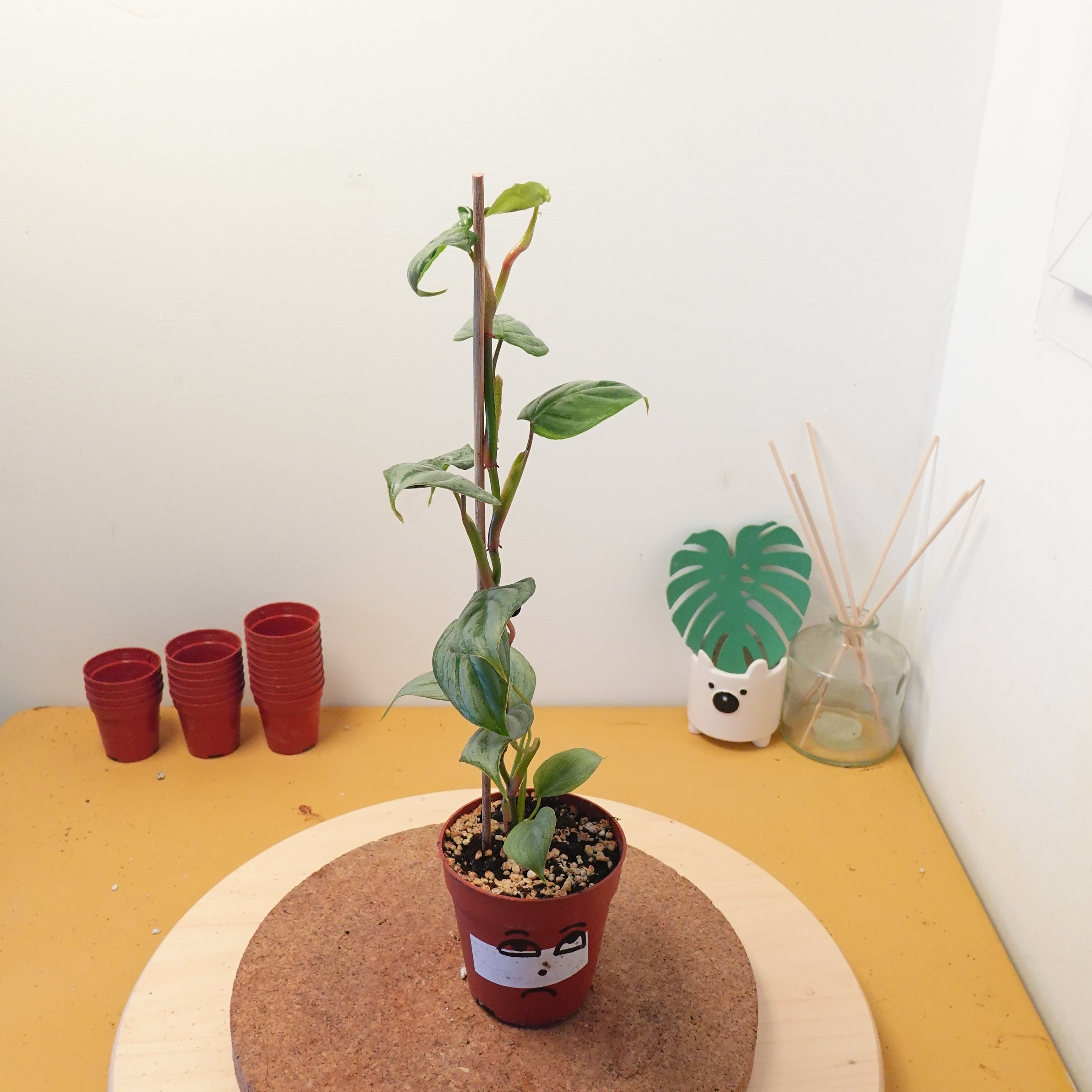 Philodendron sodiroi