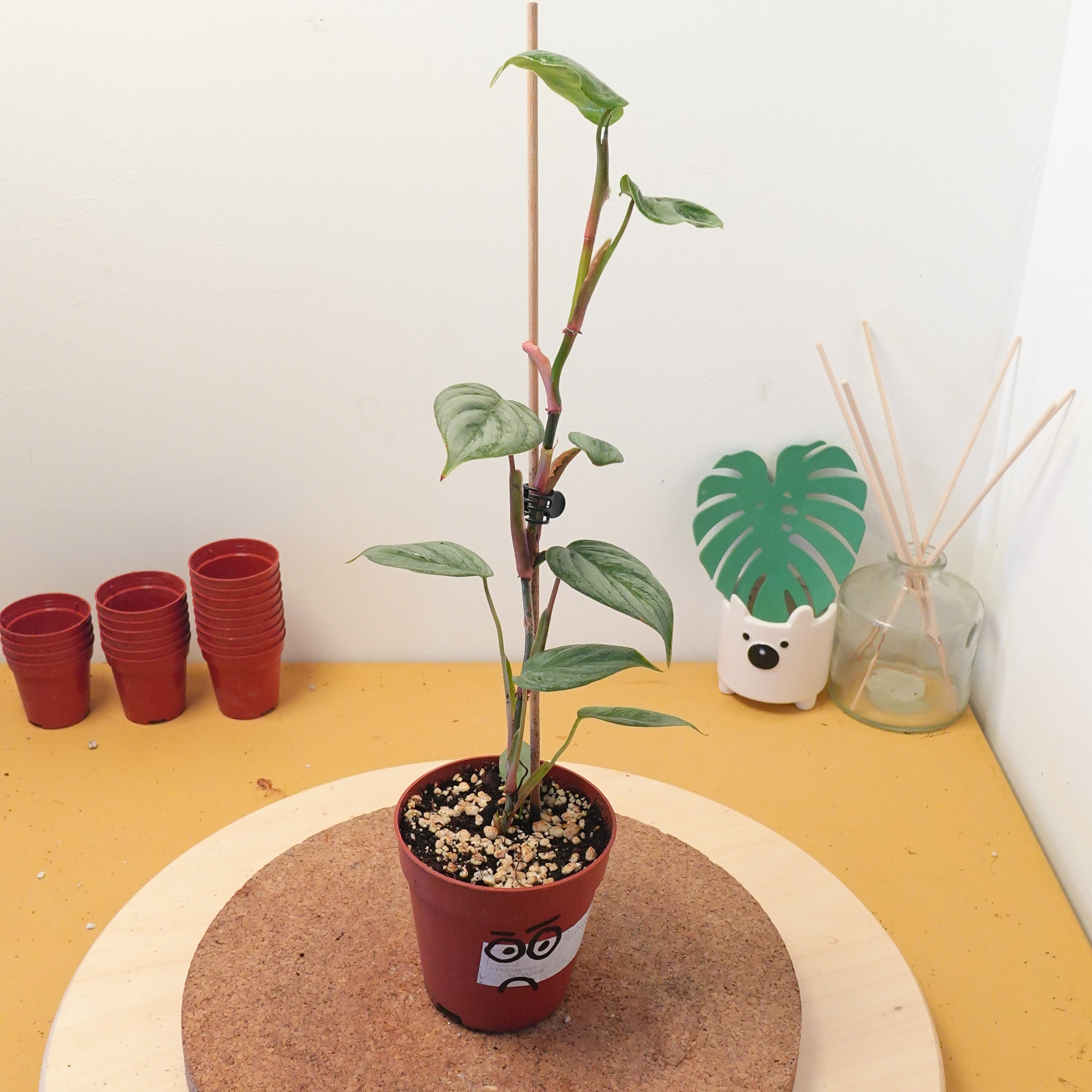 Philodendron sodiroi