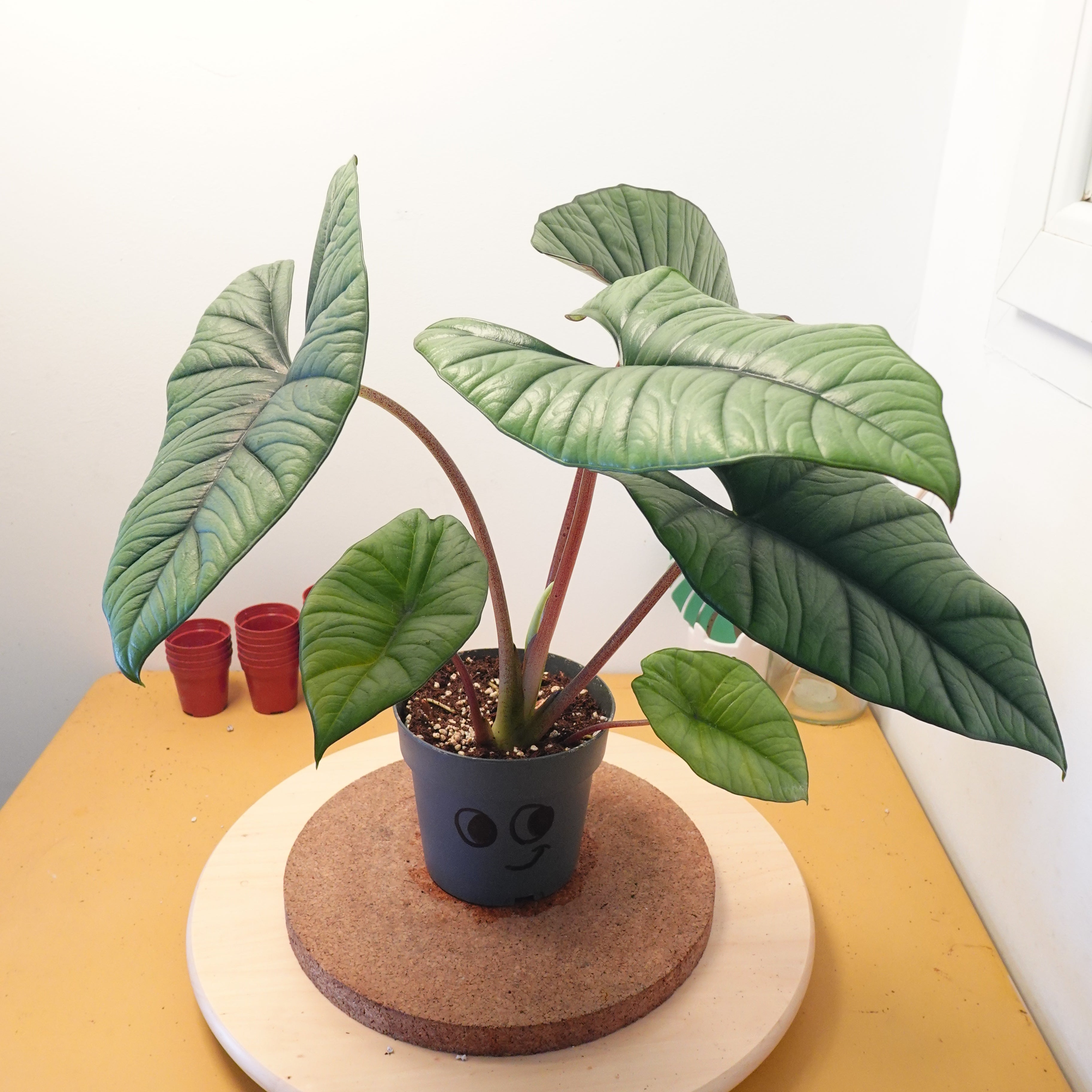 Alocasia platinium