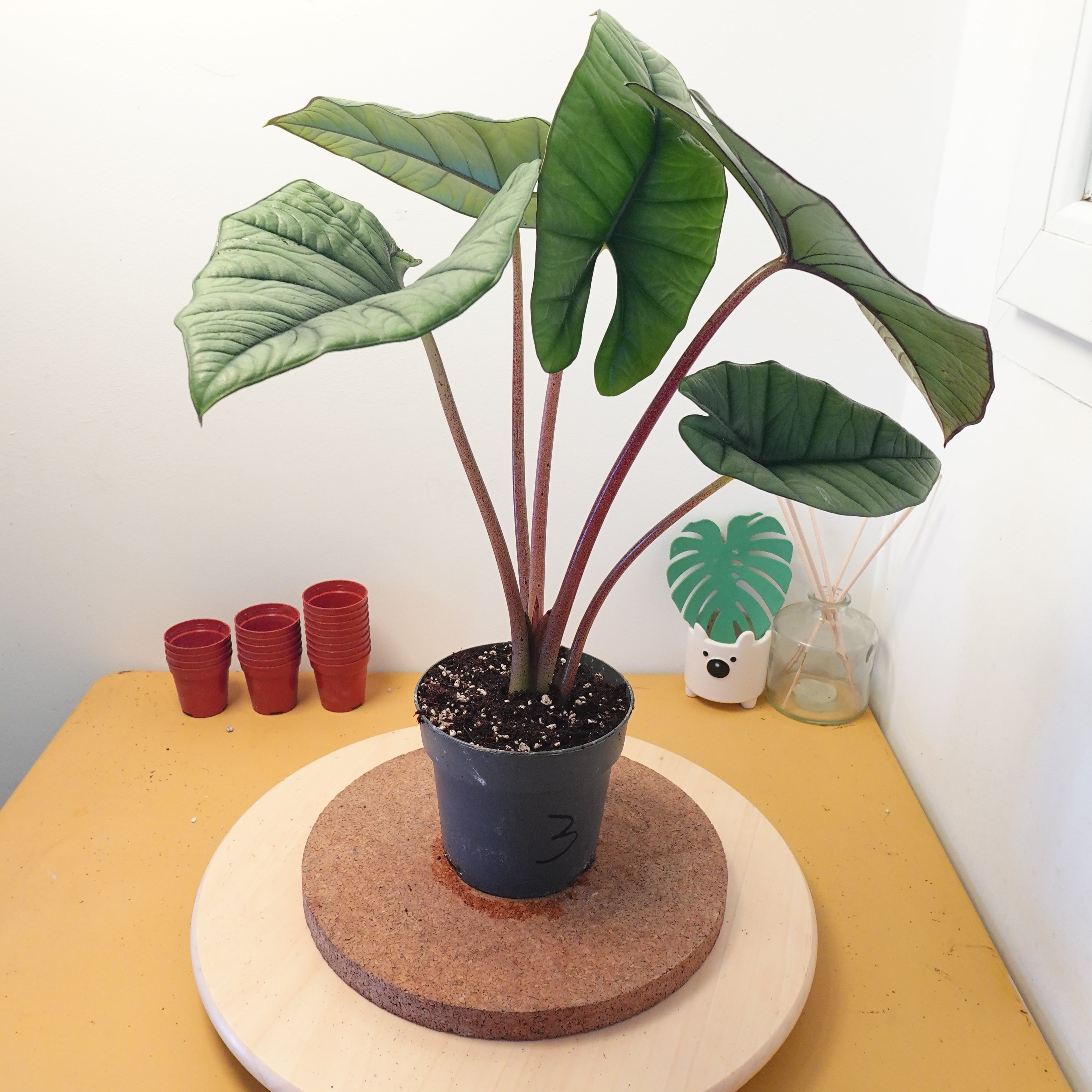 Alocasia platinium
