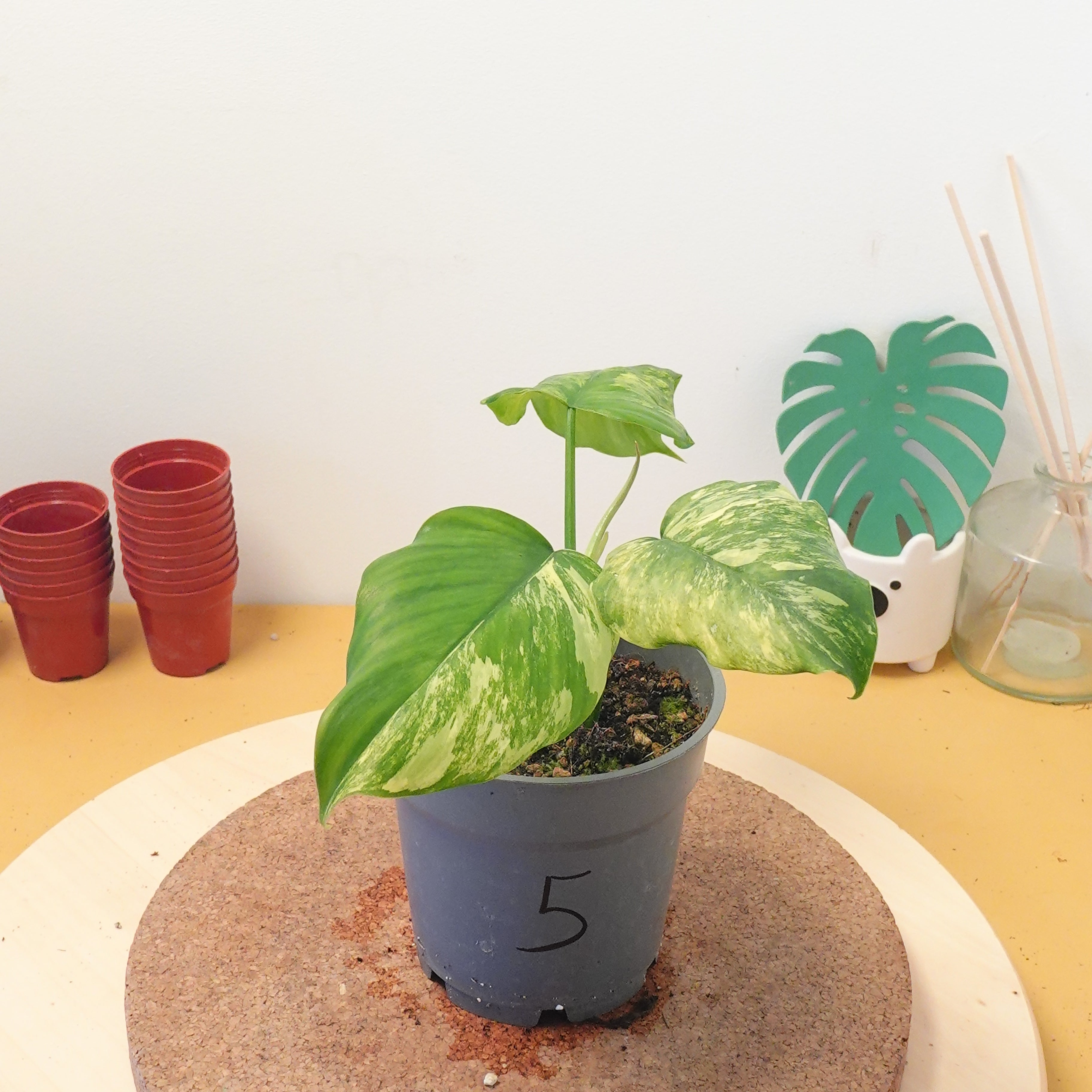 Philodendron florida beauty X mayoî