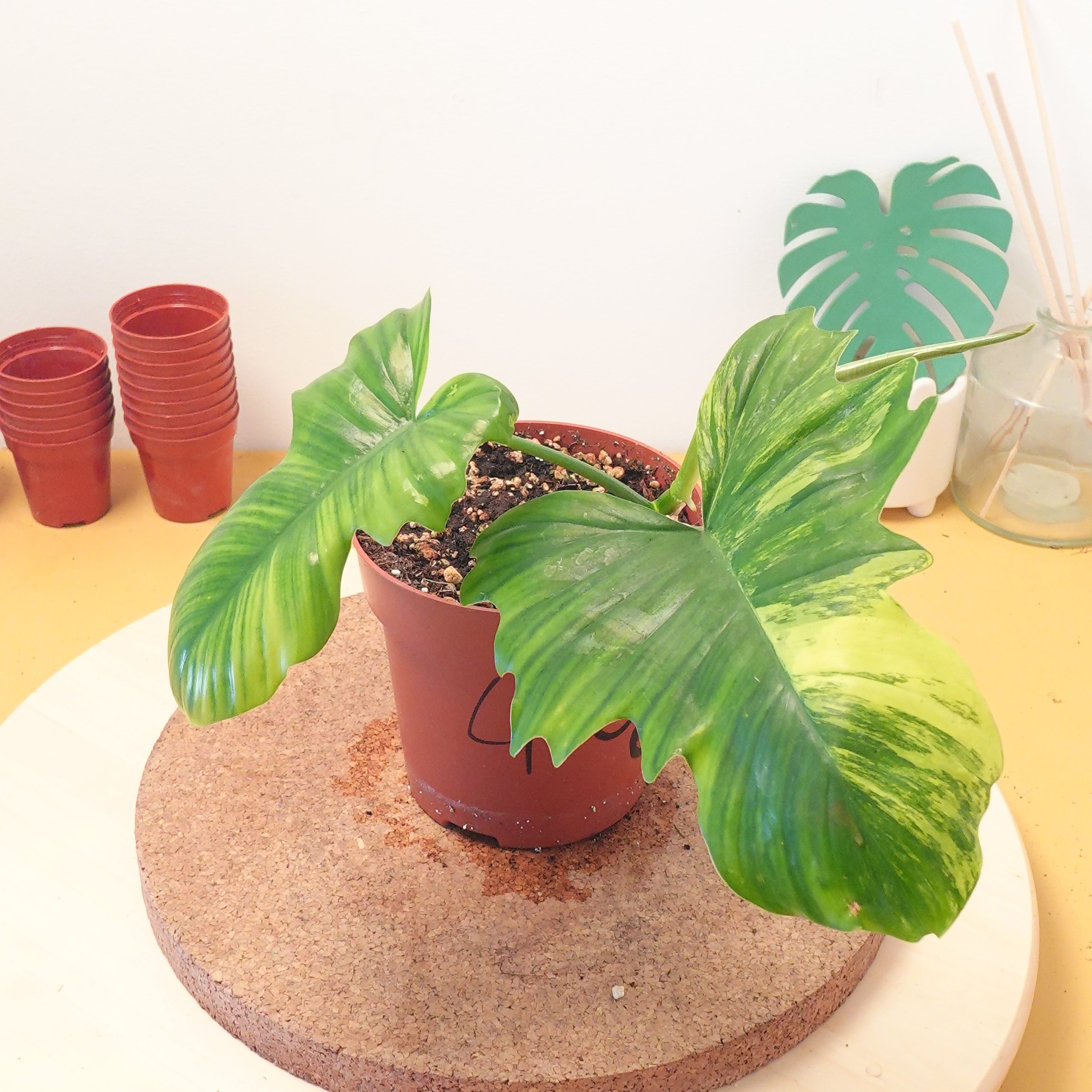 Philodendron florida beauty X mayoî