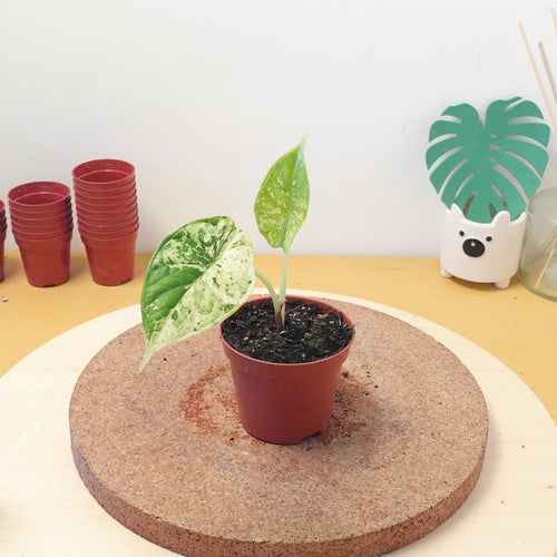 Alocasia dragon scale mint