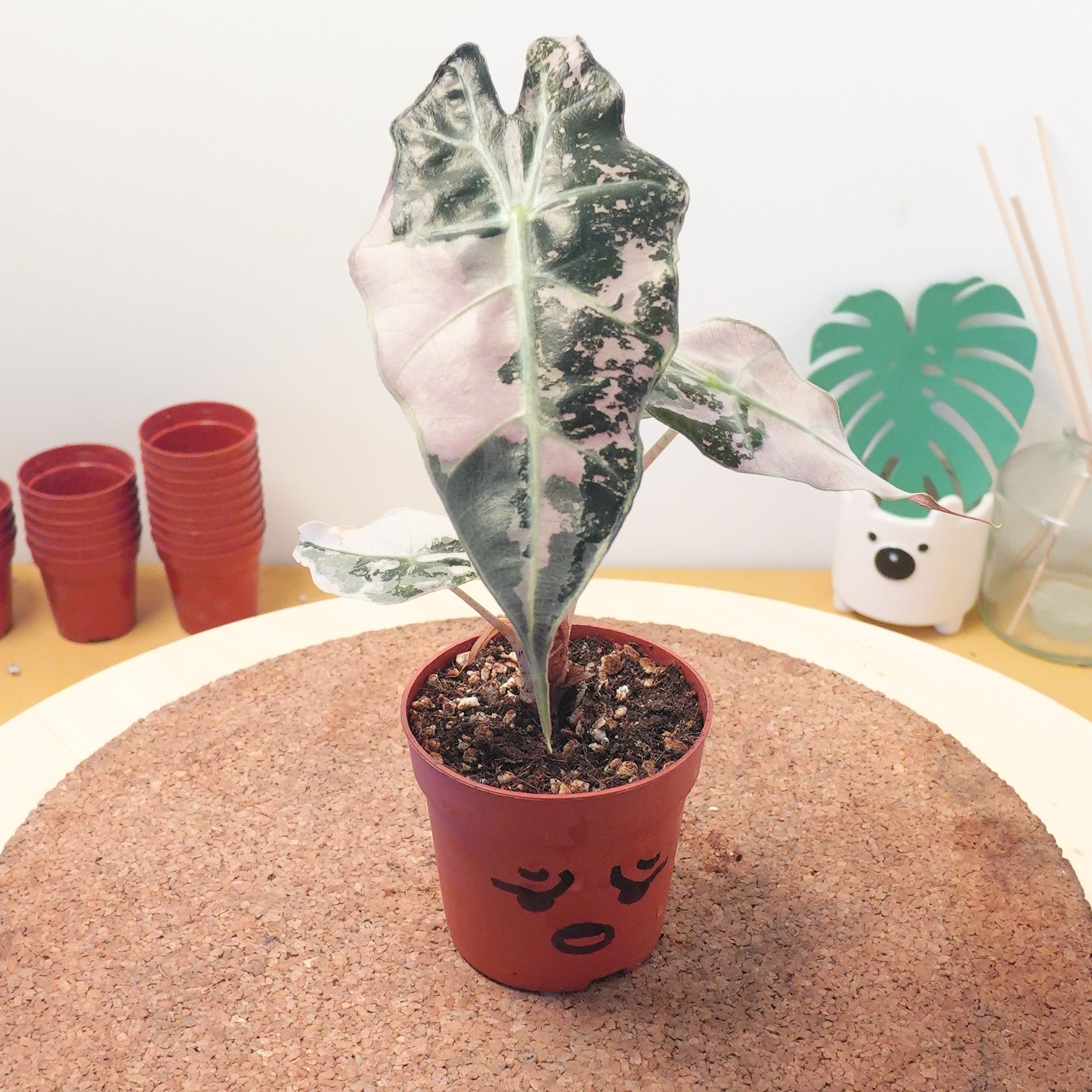 Alocasia 'Polly PINK Variegata'