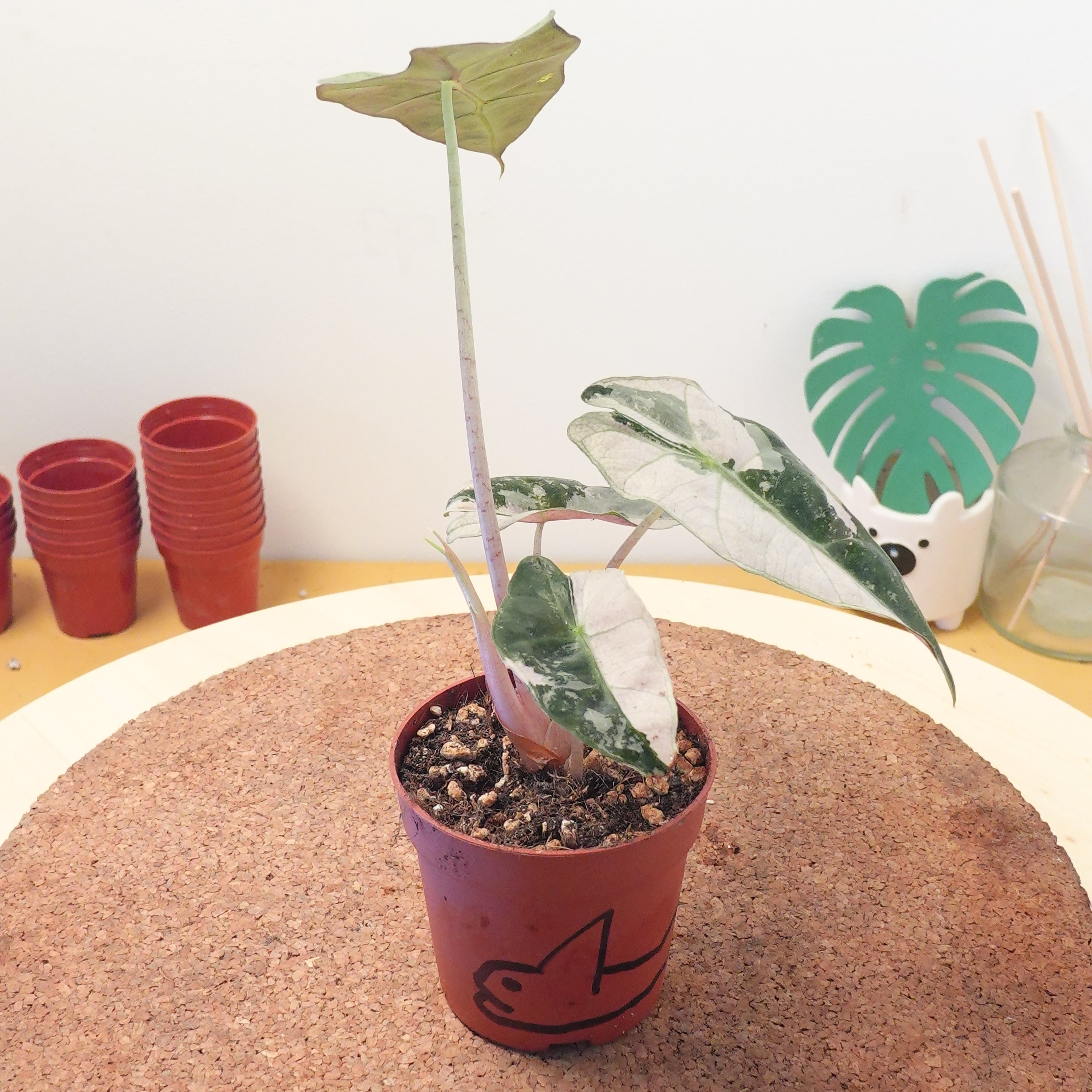 Alocasia 'Polly PINK Variegata'