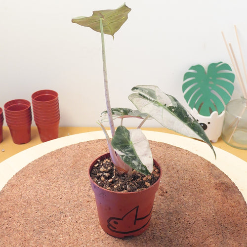 Alocasia 'Polly PINK Variegata'