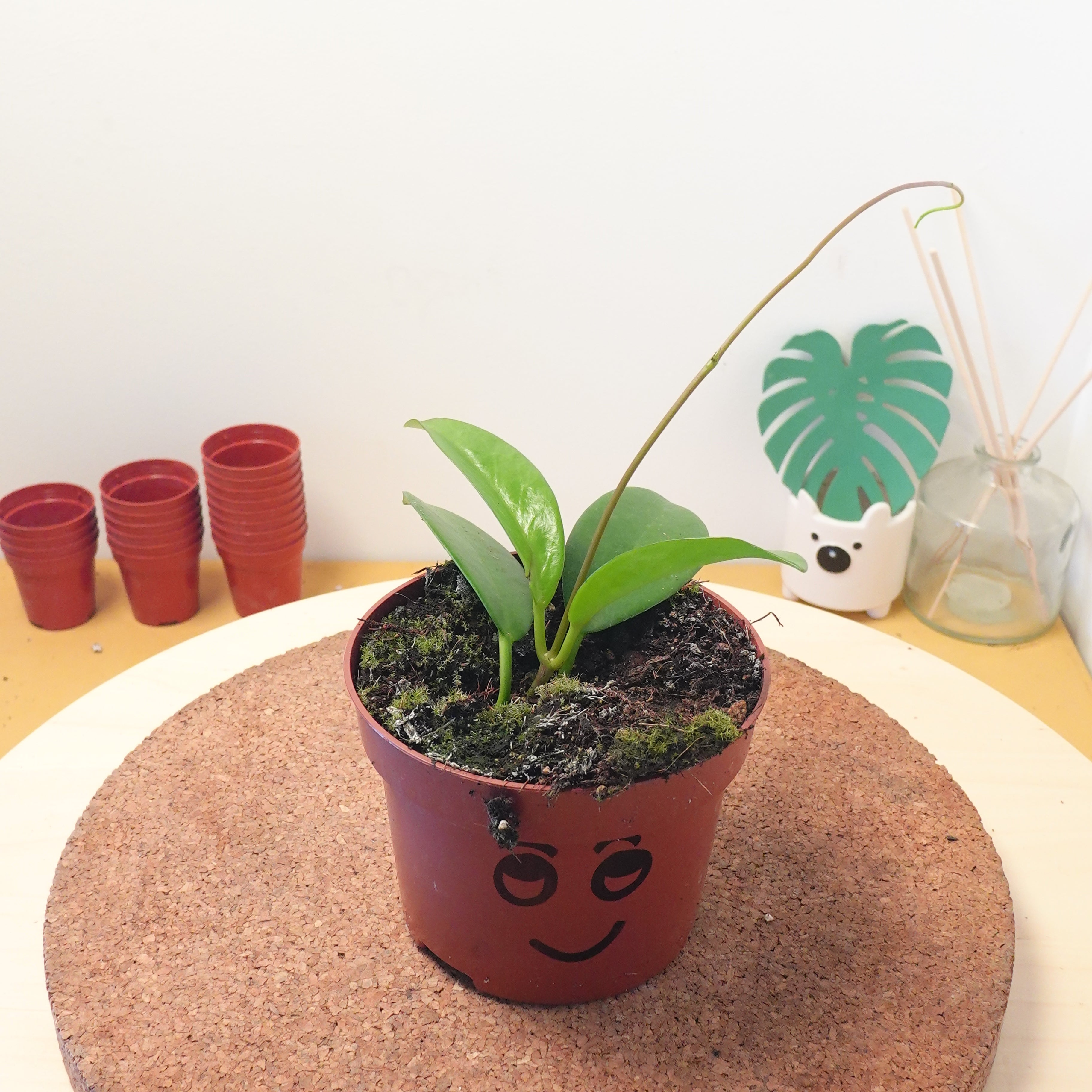 Hoya pubicalyx 'Black Dragon'