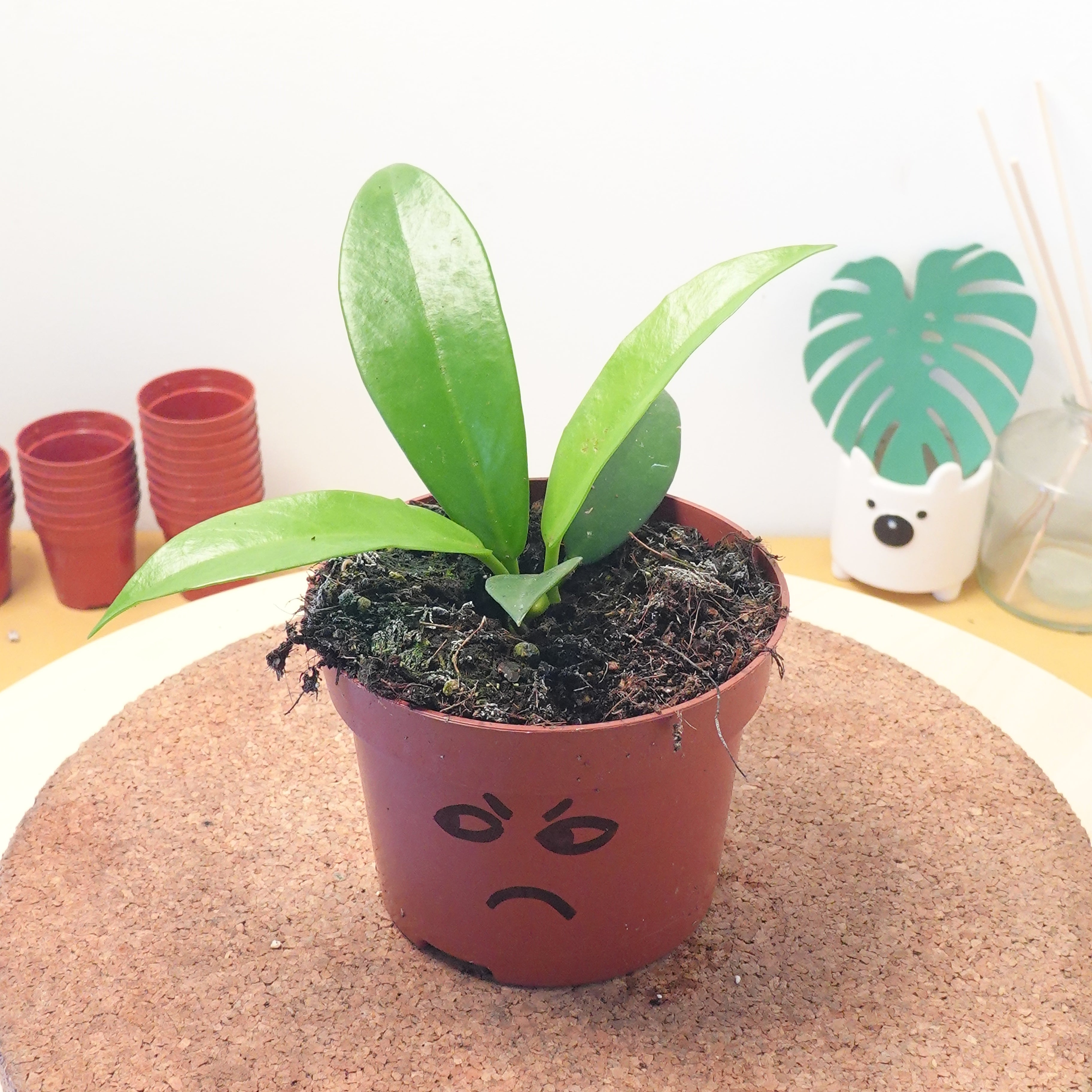 Hoya pubicalyx 'Black Dragon'