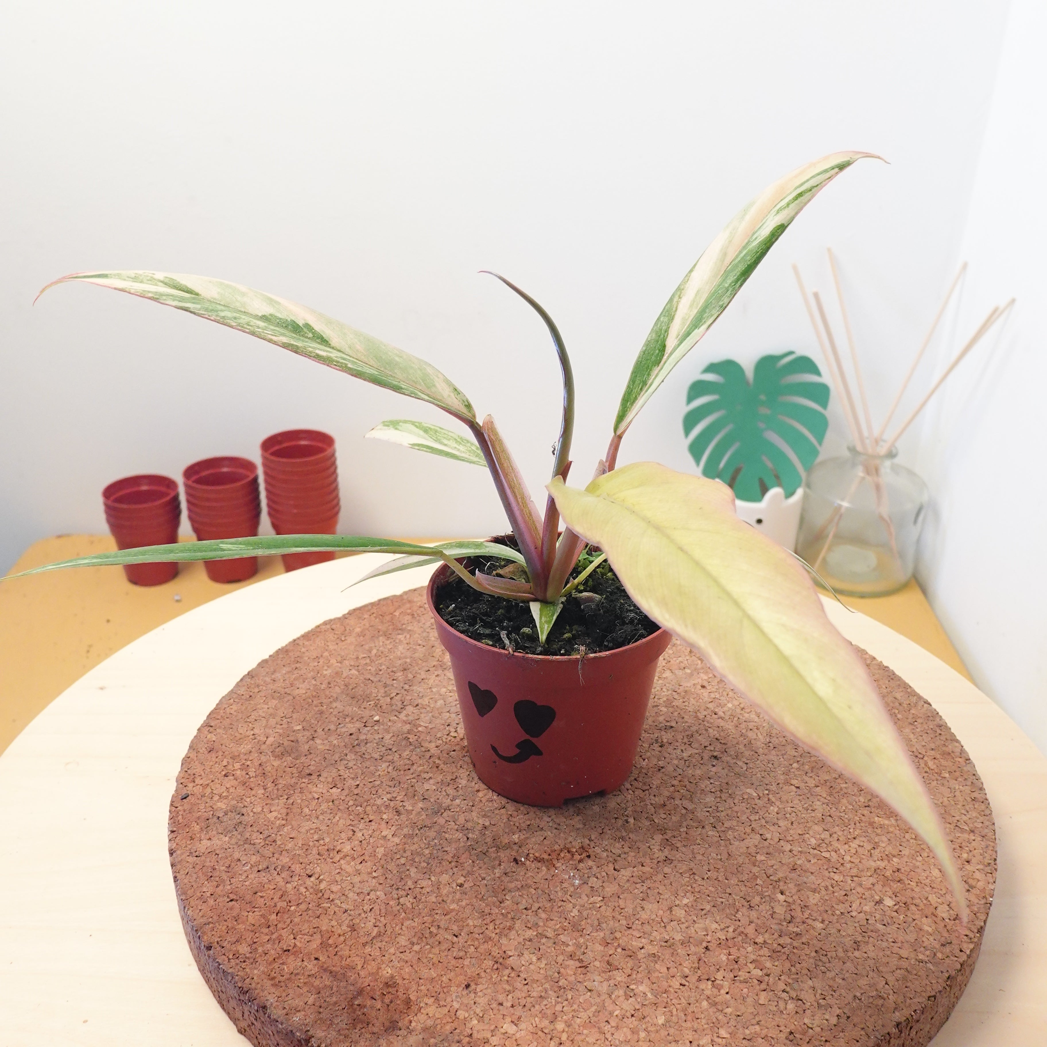 Philodendron 'Caramel Marble'