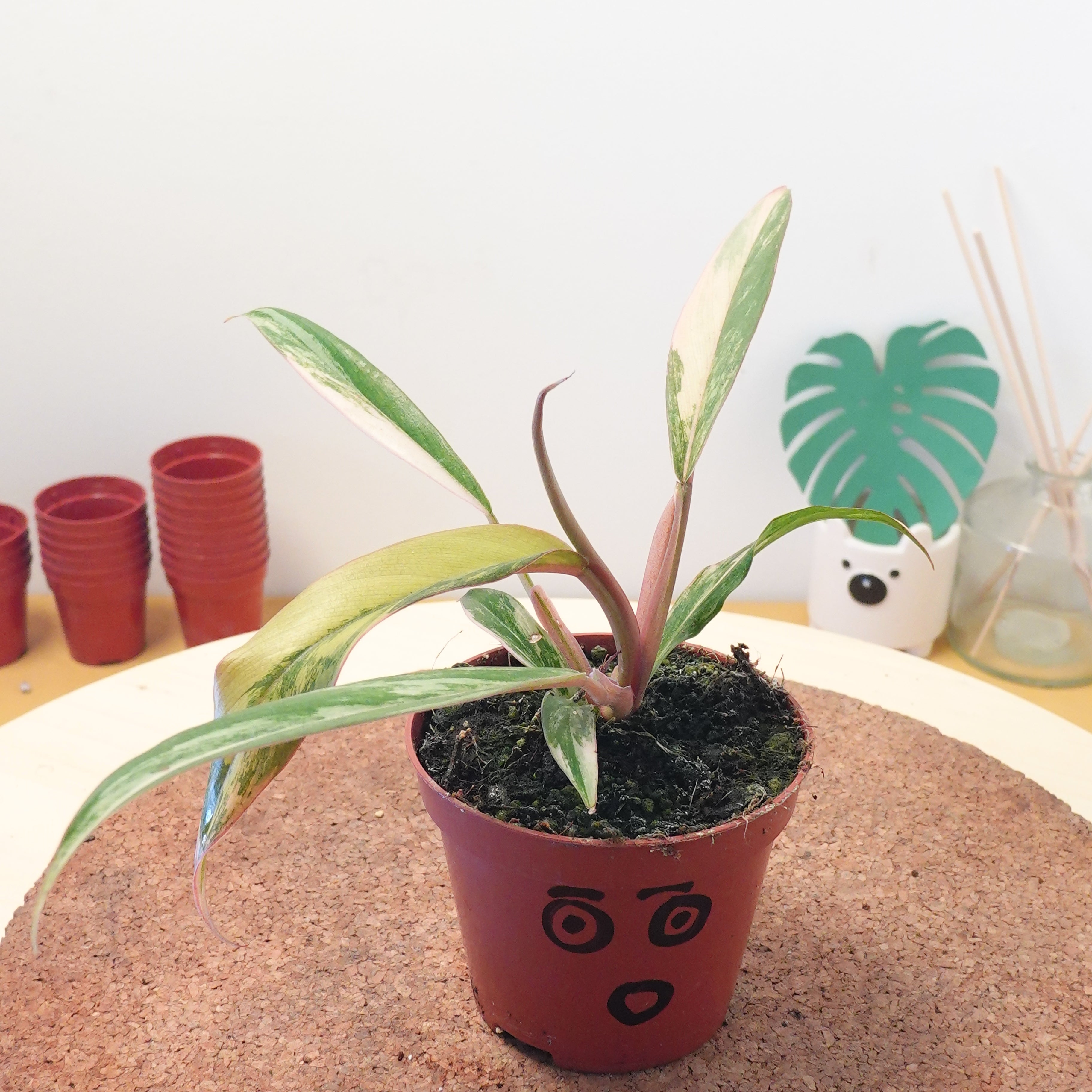 Philodendron 'Caramel Marble'