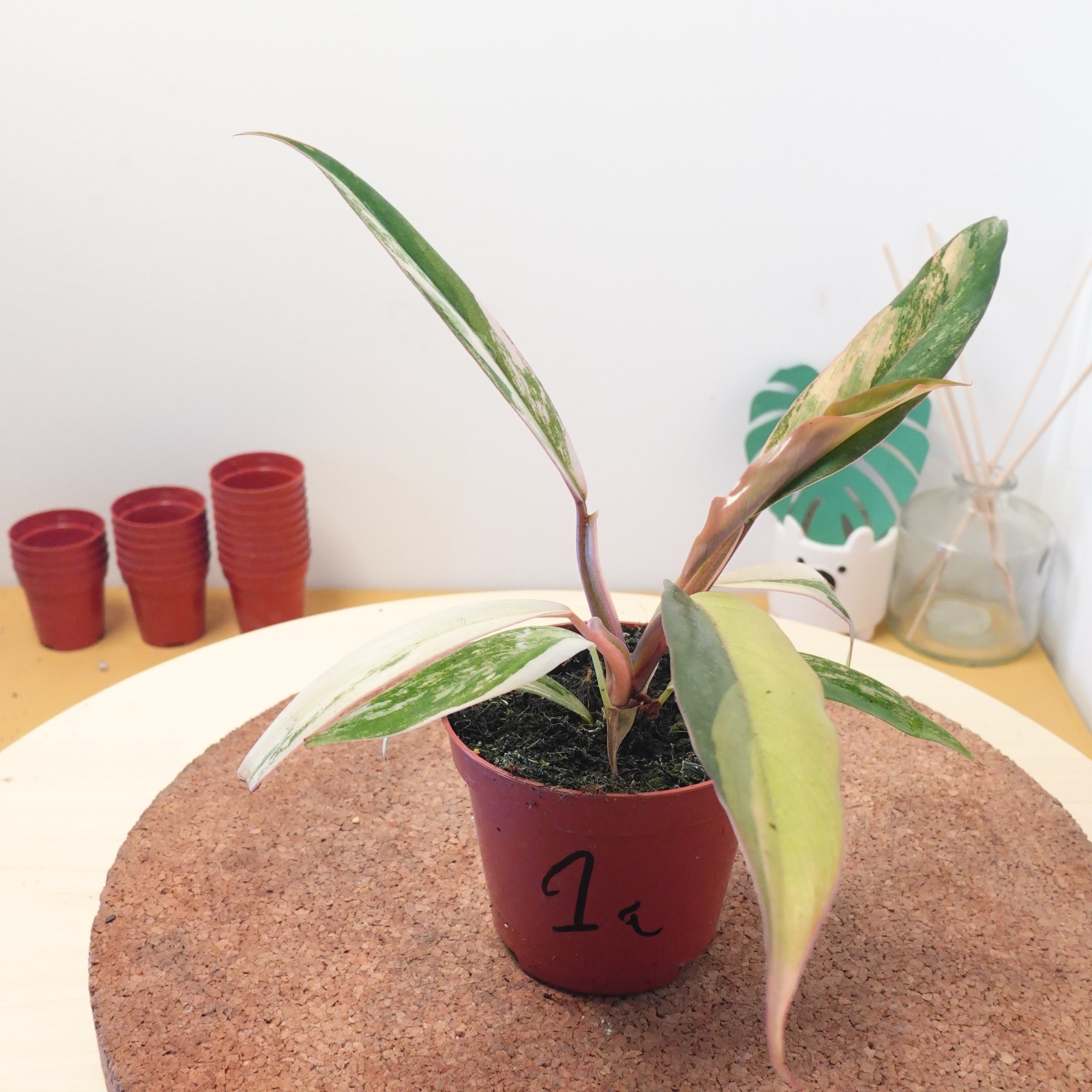 Philodendron 'Caramel Marble'