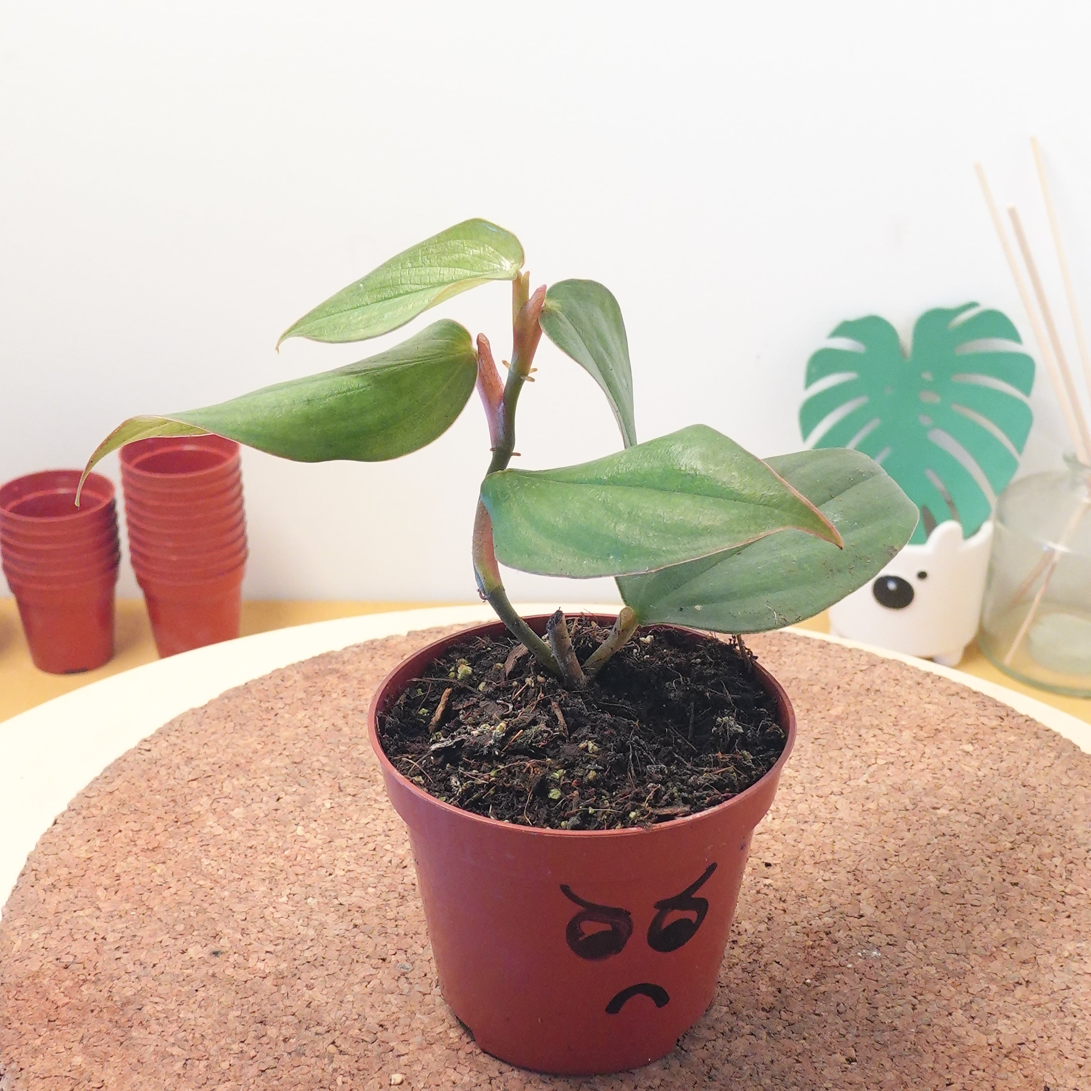 Philodendron burle-marxii 'Fantasy'