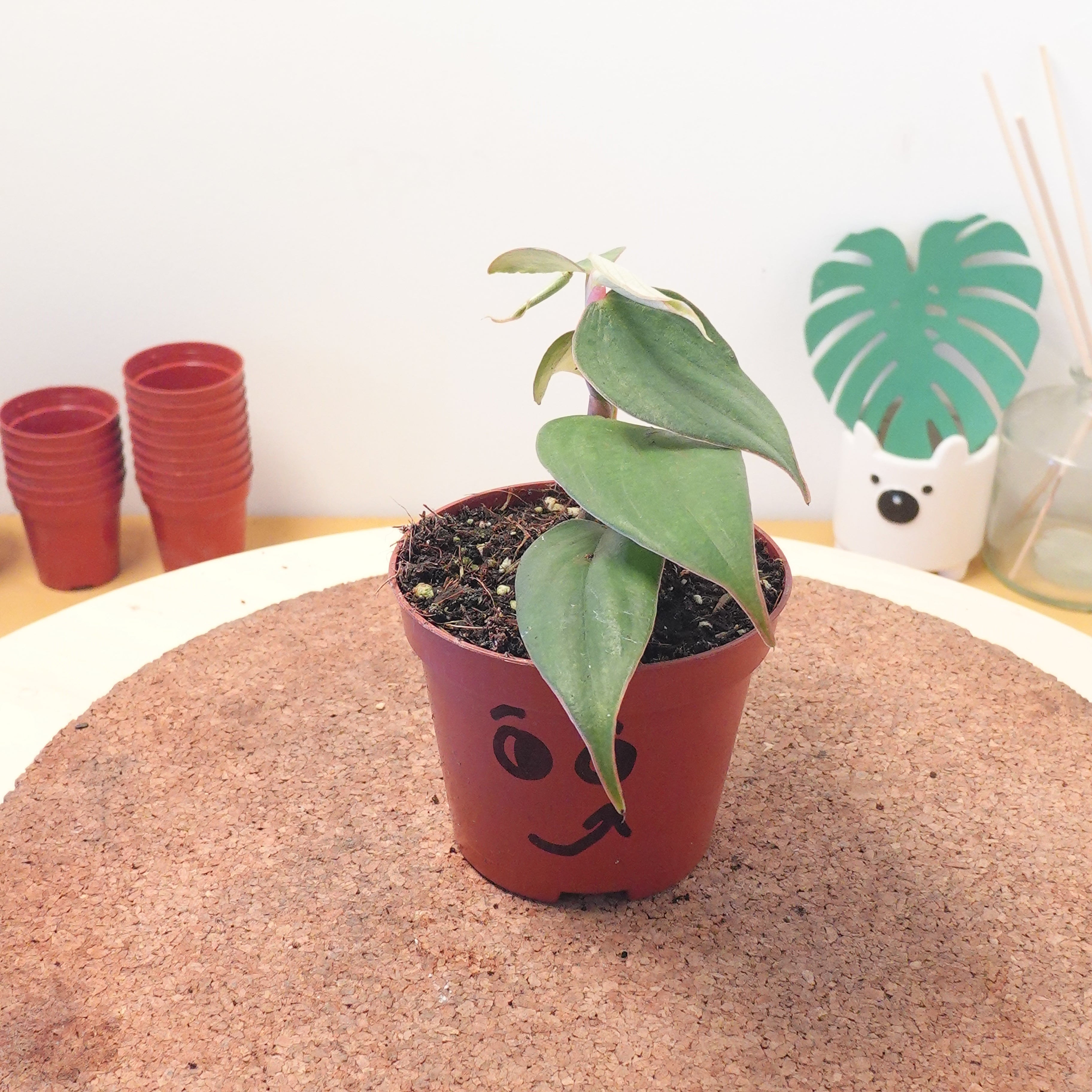 Philodendron burle-marxii 'Fantasy'