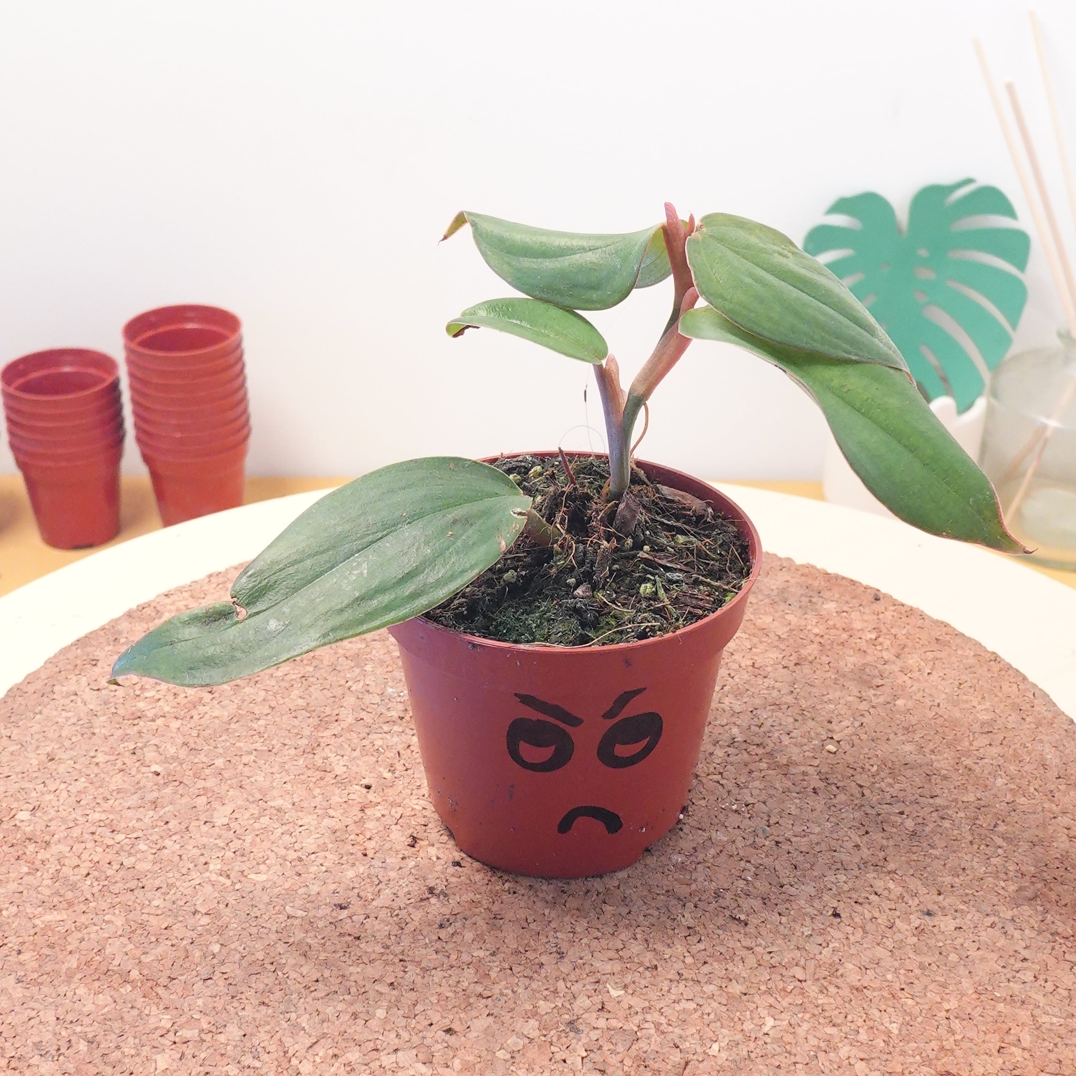 Philodendron burle-marxii 'Fantasy'