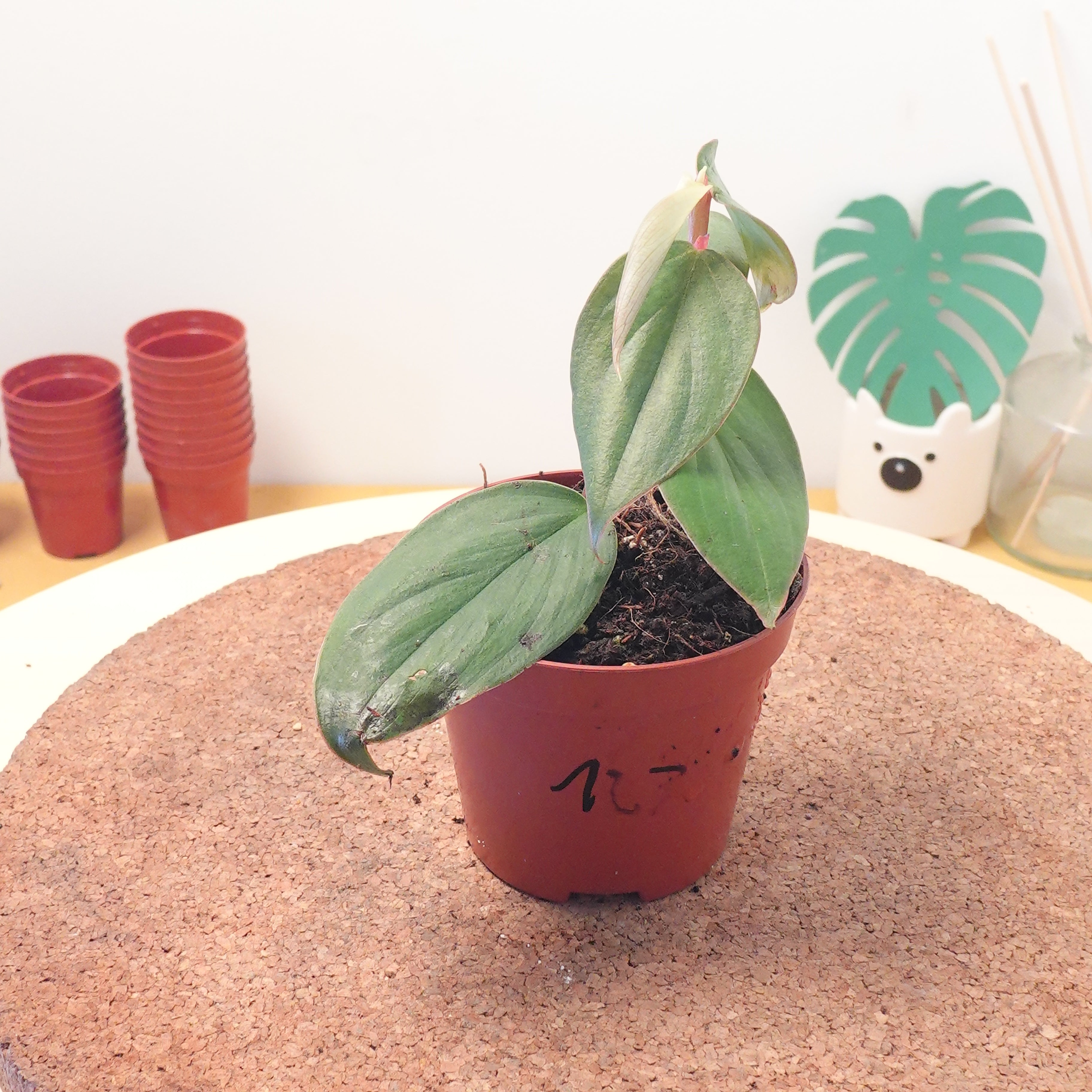 Philodendron burle-marxii 'Fantasy'