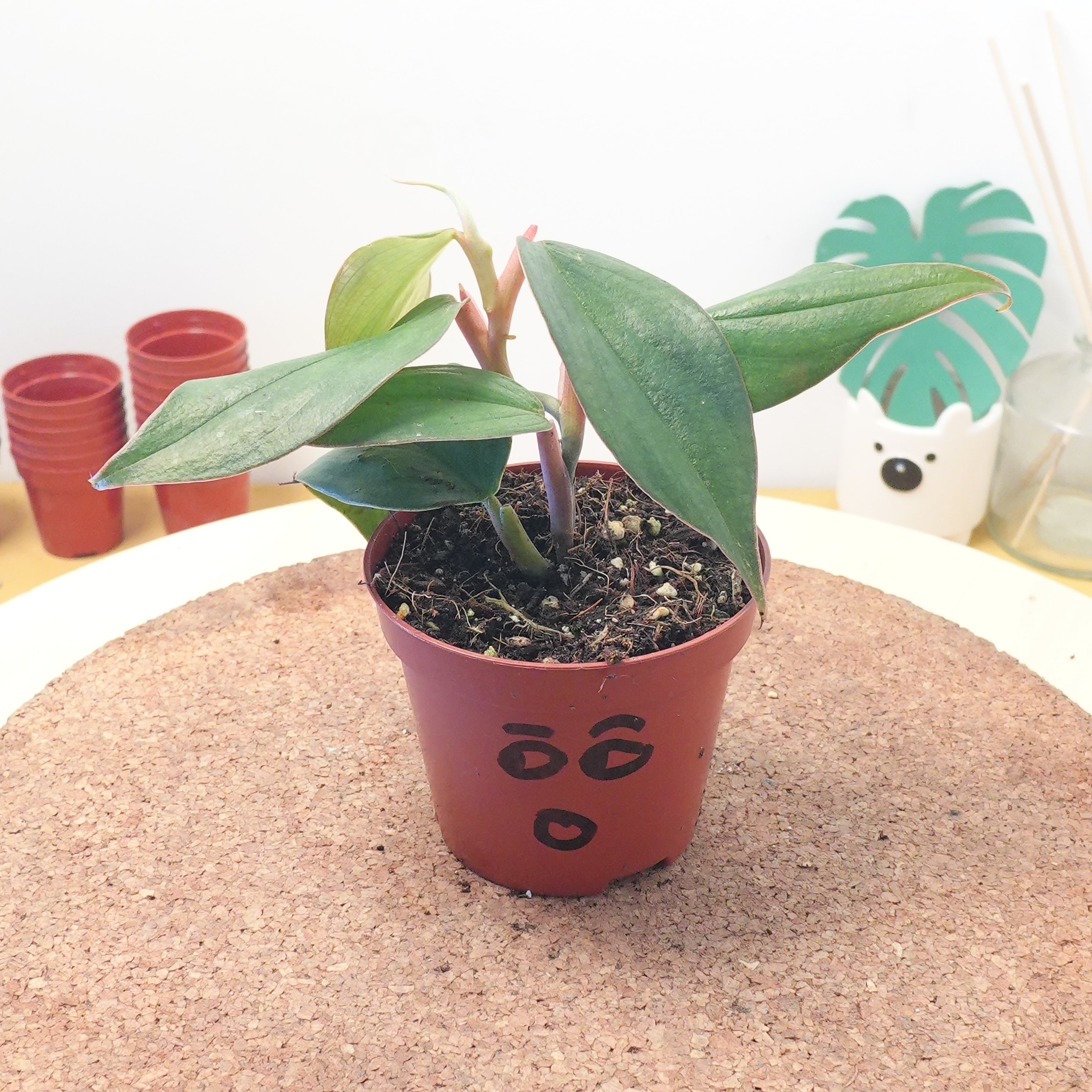 Philodendron burle-marxii 'Fantasy'