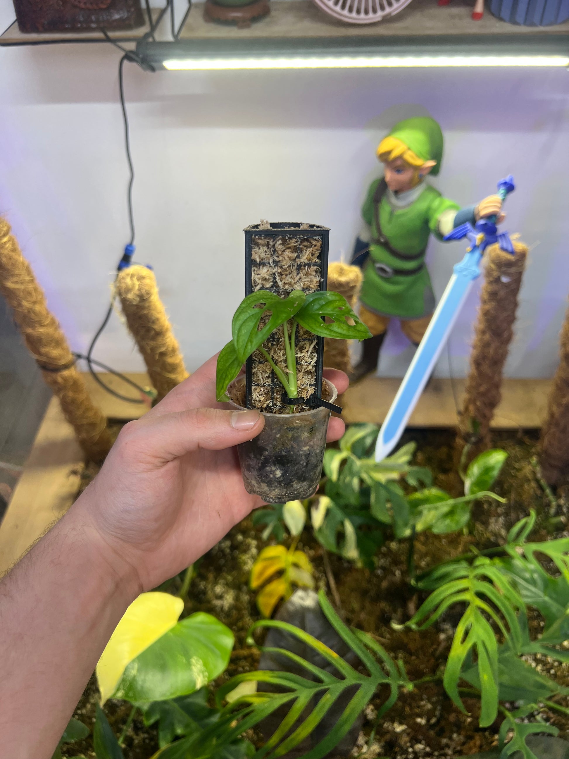 MINI TUTEUR SPHAIGNE