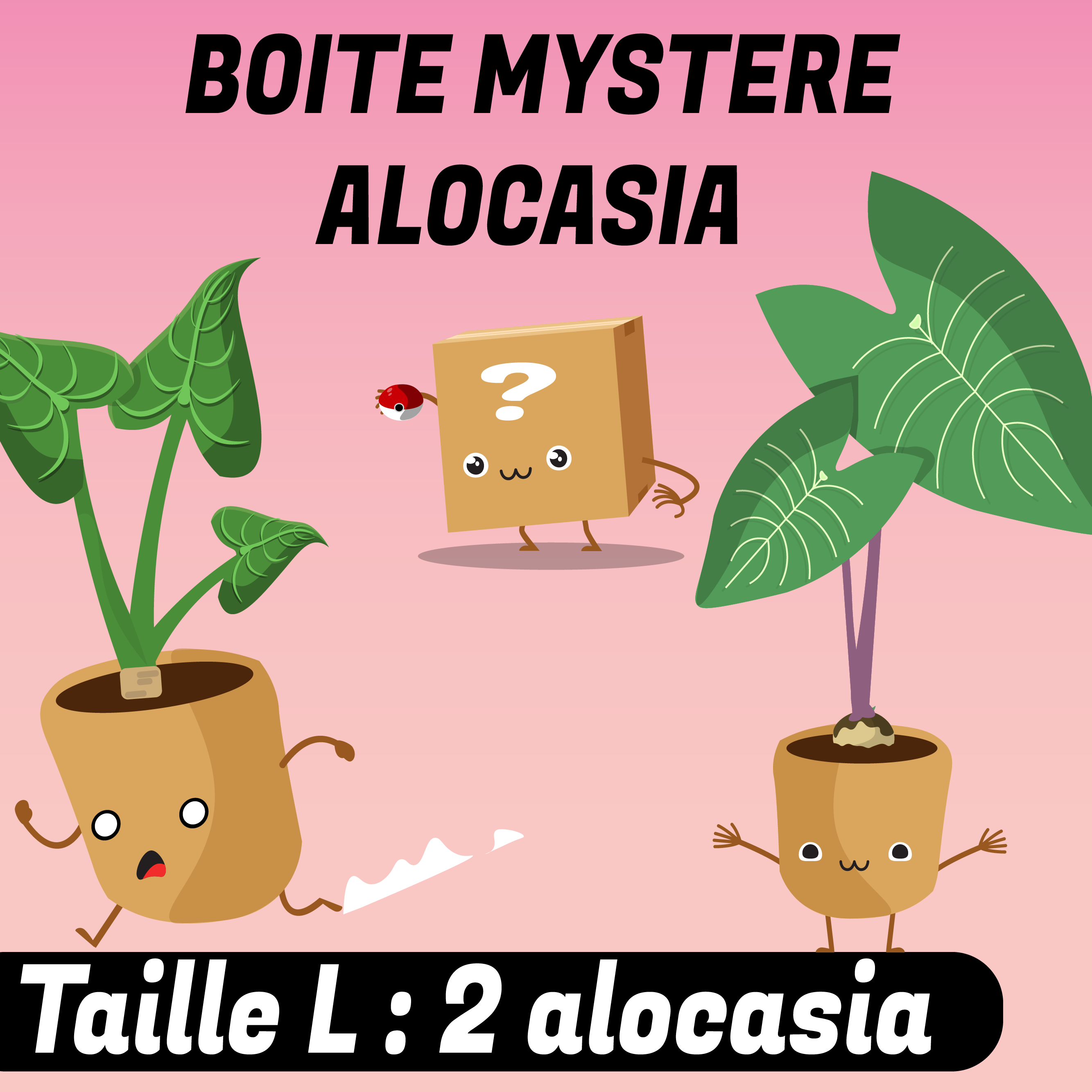 Boite mystère ALOCASIA