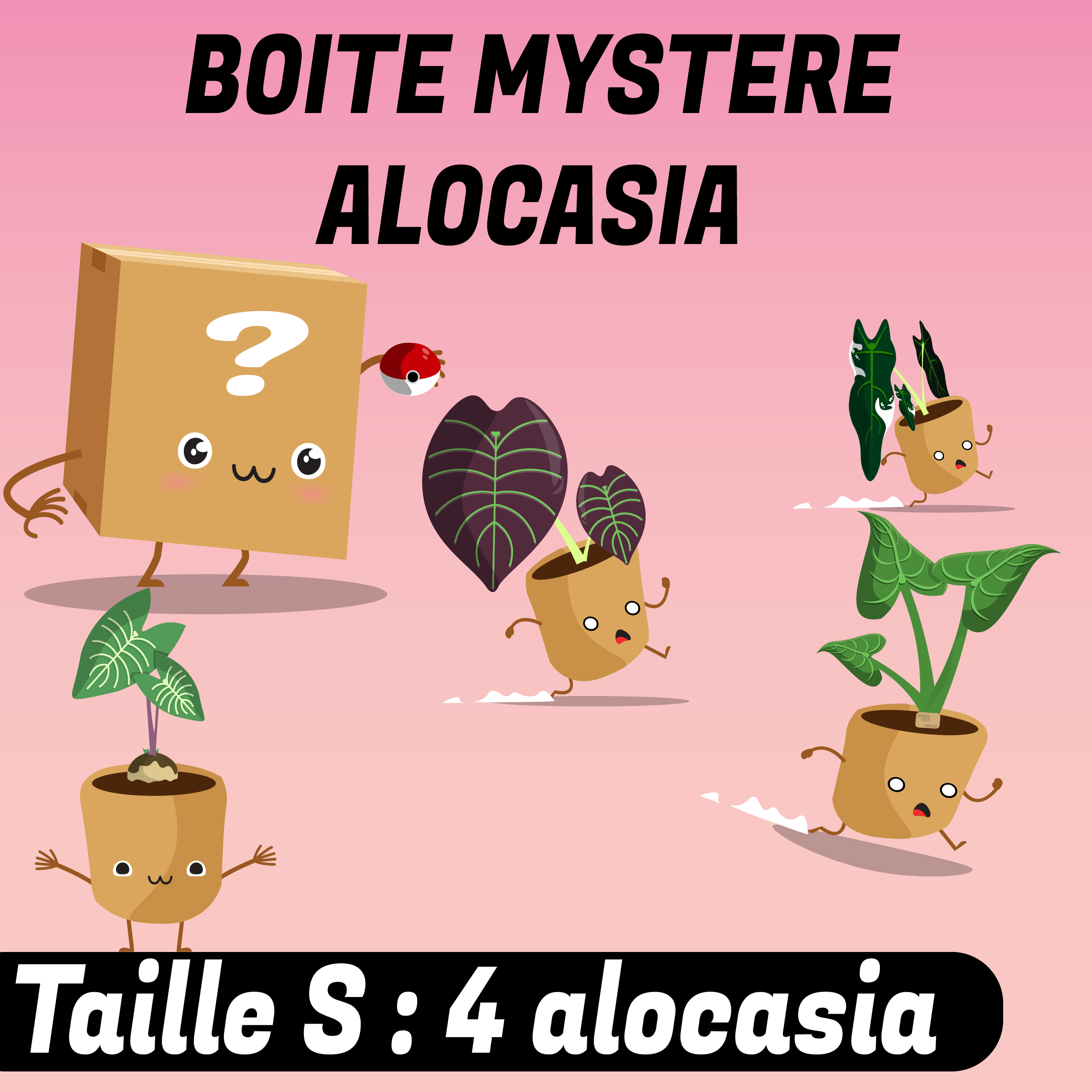 Boite mystère ALOCASIA