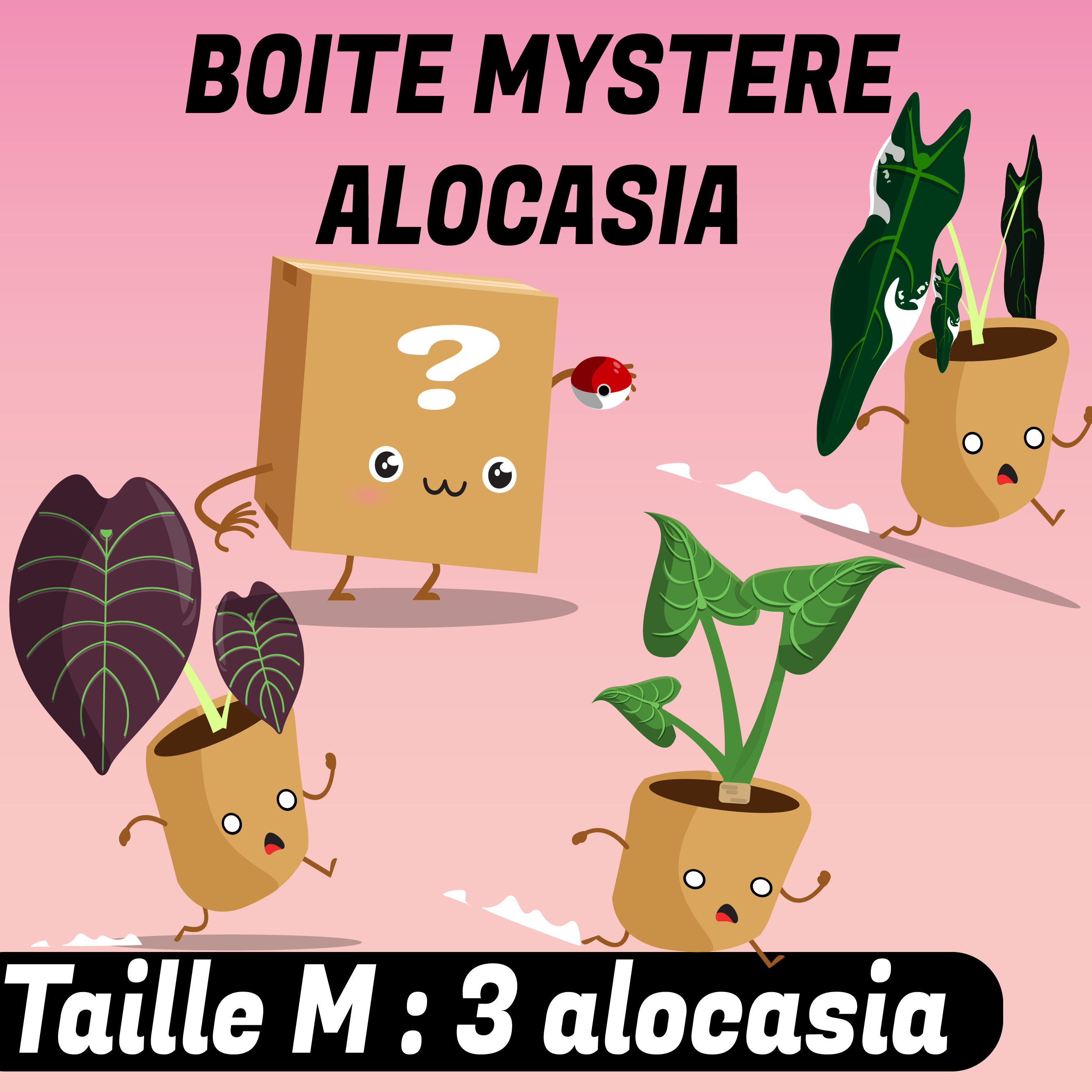 Boite mystère ALOCASIA