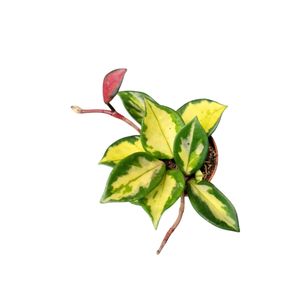Hoya carnosa 'Tricolor' ( 15 cm )