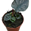 Alocasia  infernalis BLACK MAGIC  ( 10 cm )