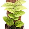 Rhaphidophora korthalsii 'Marble Aurea' ( 25 cm )