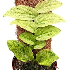 Rhaphidophora korthalsii 'Marble Aurea' ( 25 cm )