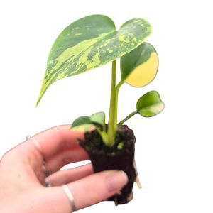 Monstera deliciosa 'Variegata Aurea' ( 15 cm )