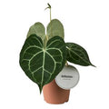Anthurium clarinervium ( 30 cm )