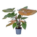 Philodendron 'Summer Glory' ( 25 cm )